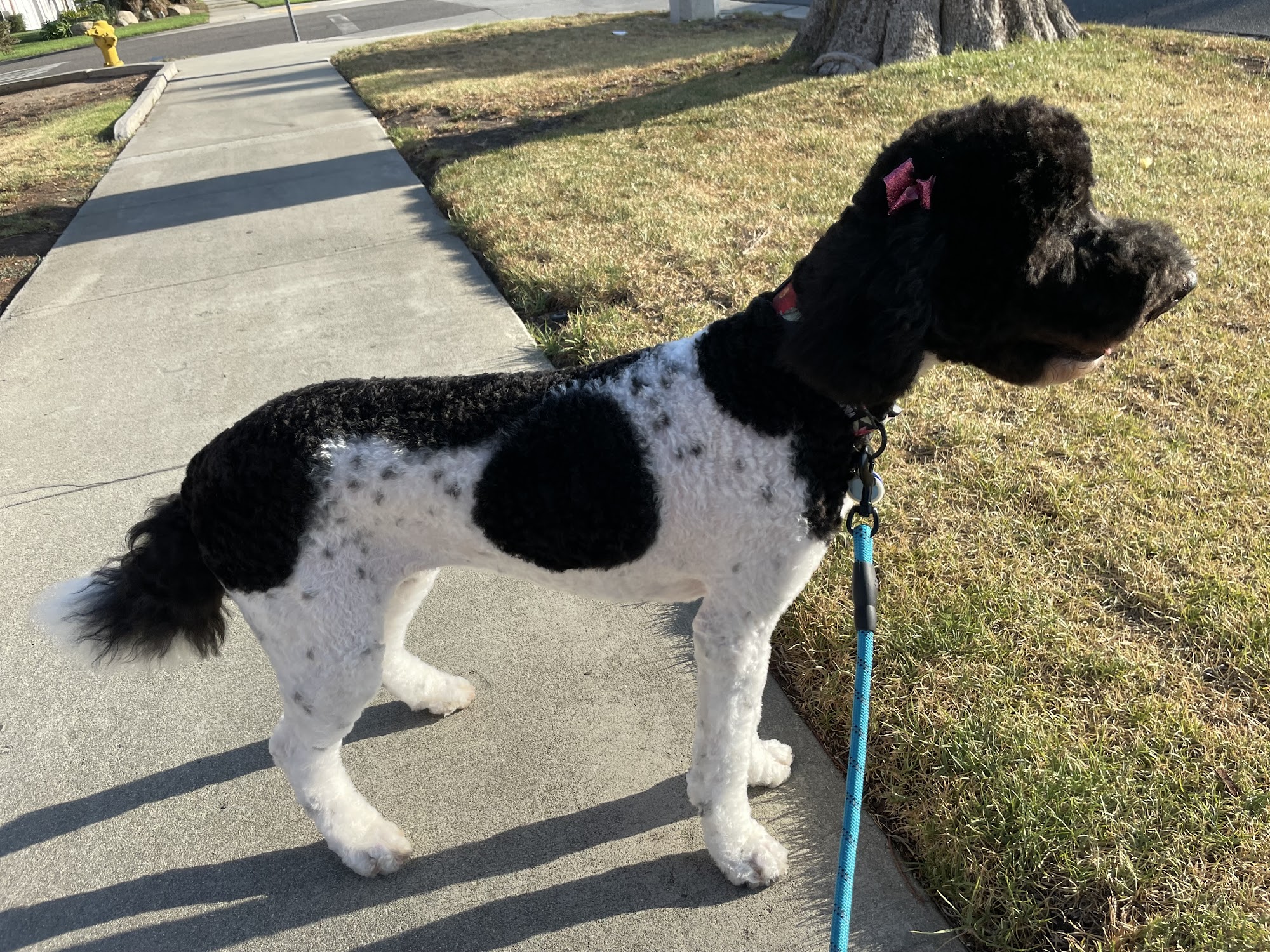 Stella's Pet Spa Corona