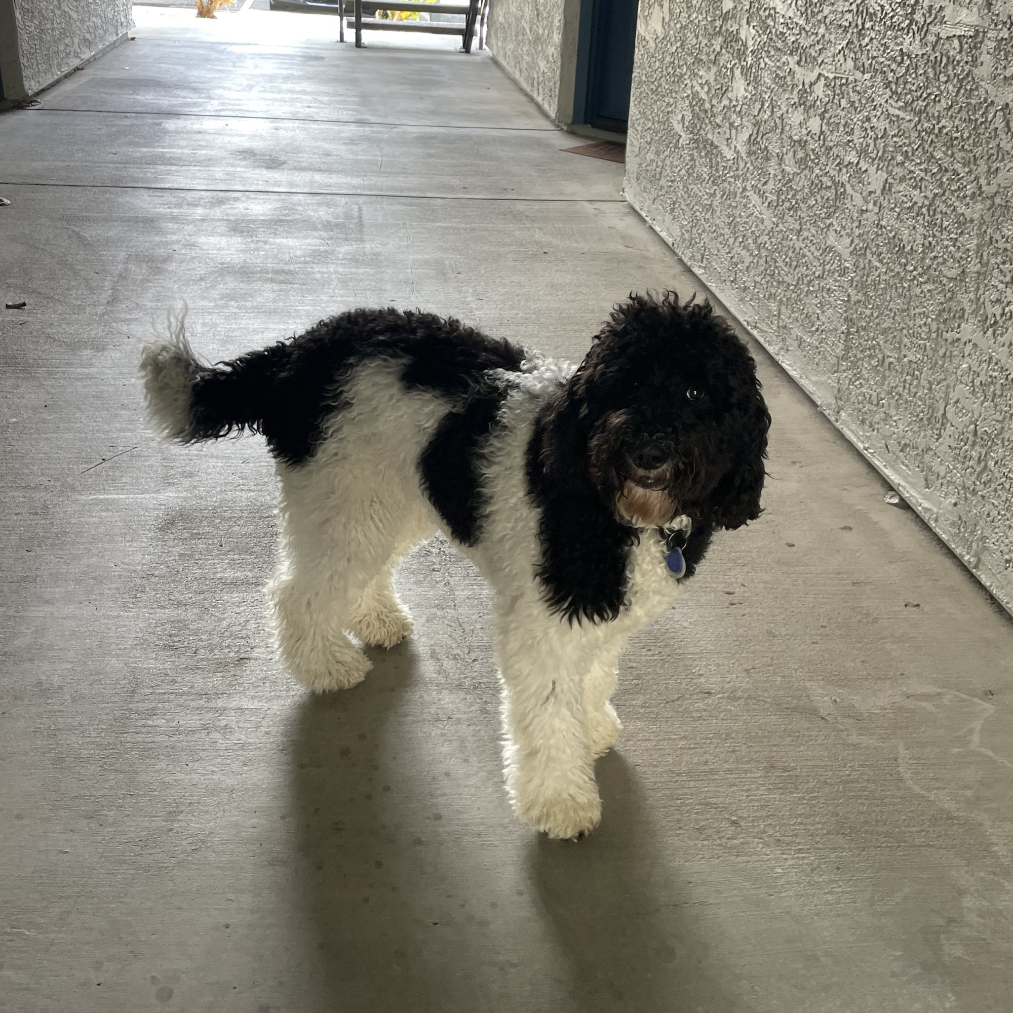 Stella's Pet Spa Corona