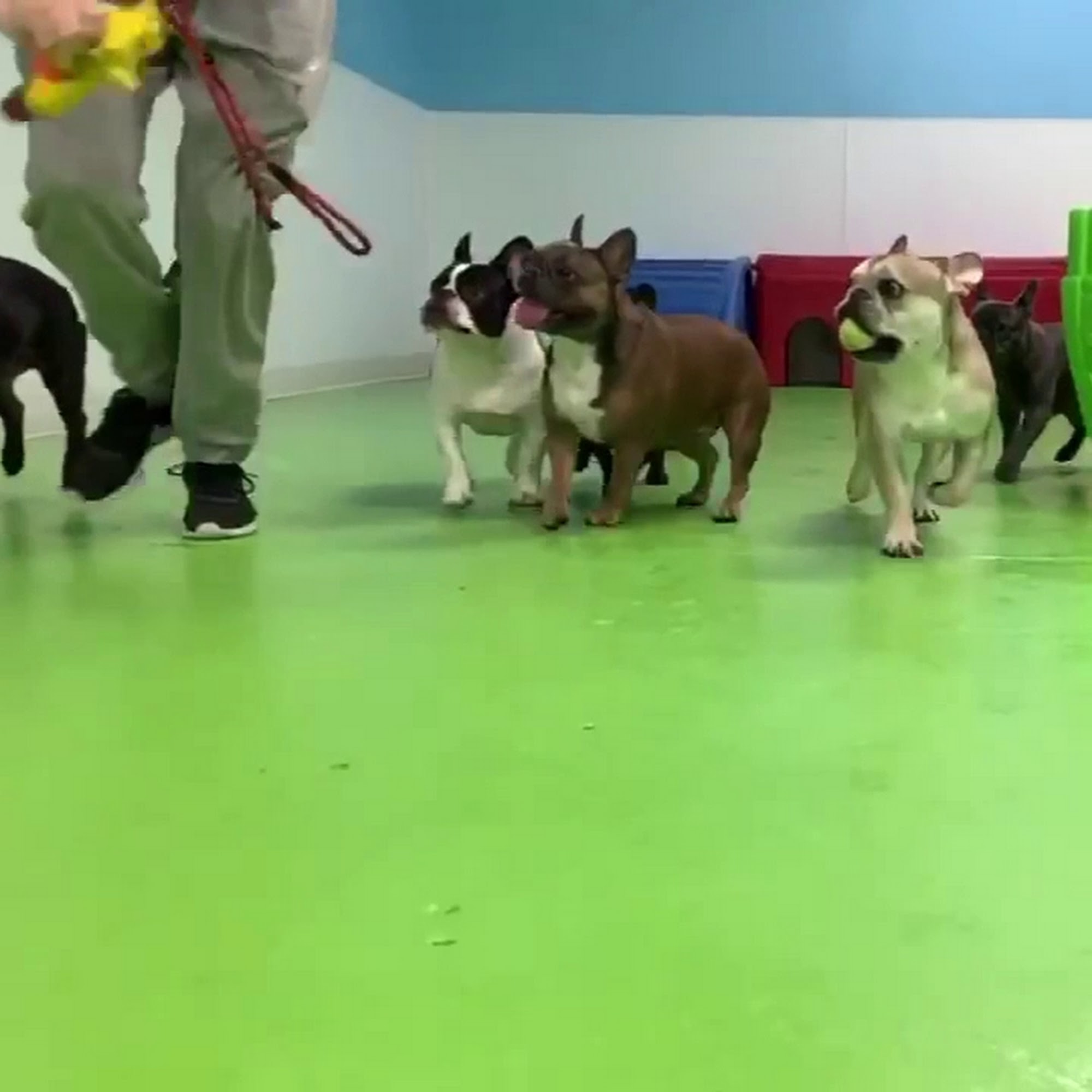 The Pet Patrol Dog Hotel Corona