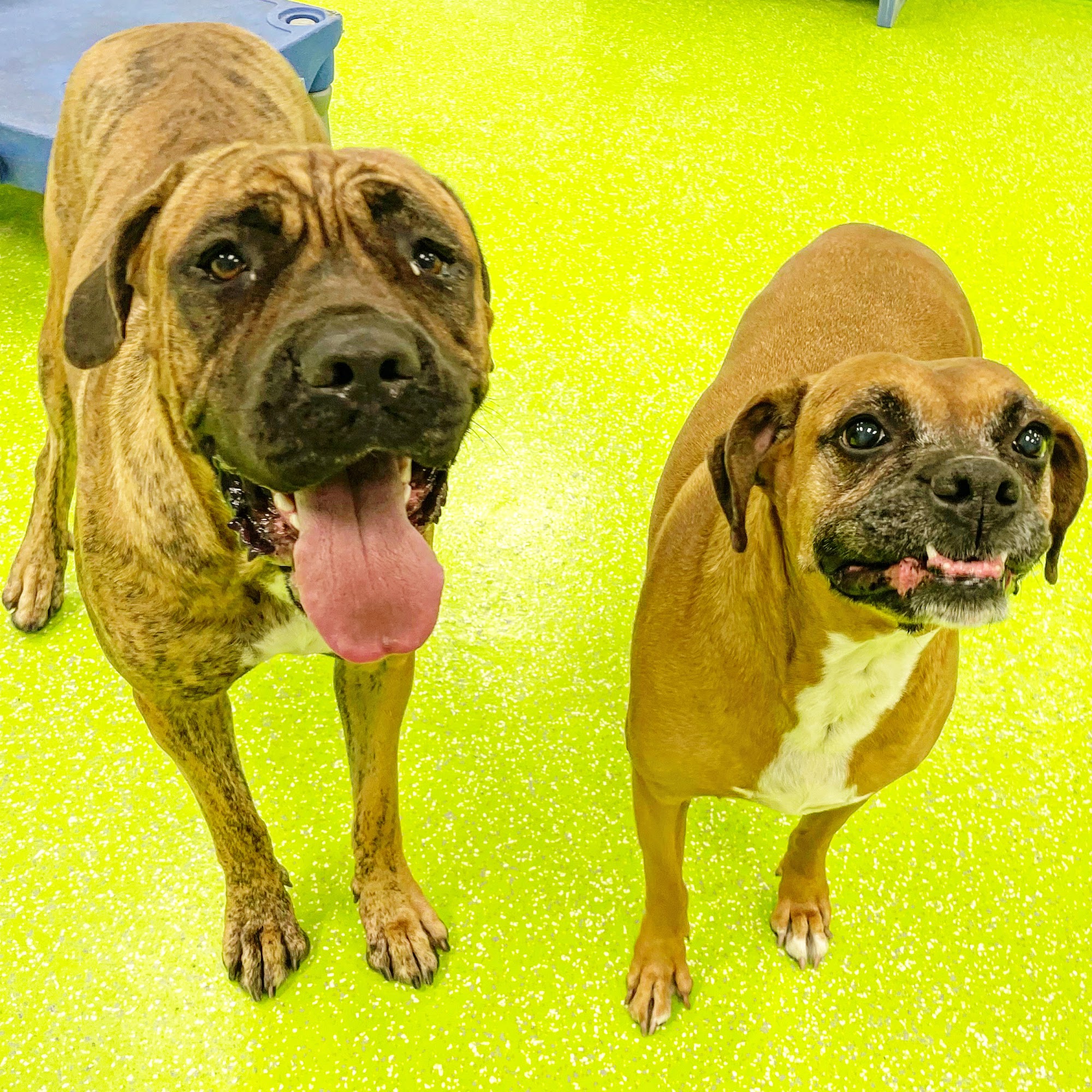 The Pet Patrol Dog Hotel Corona