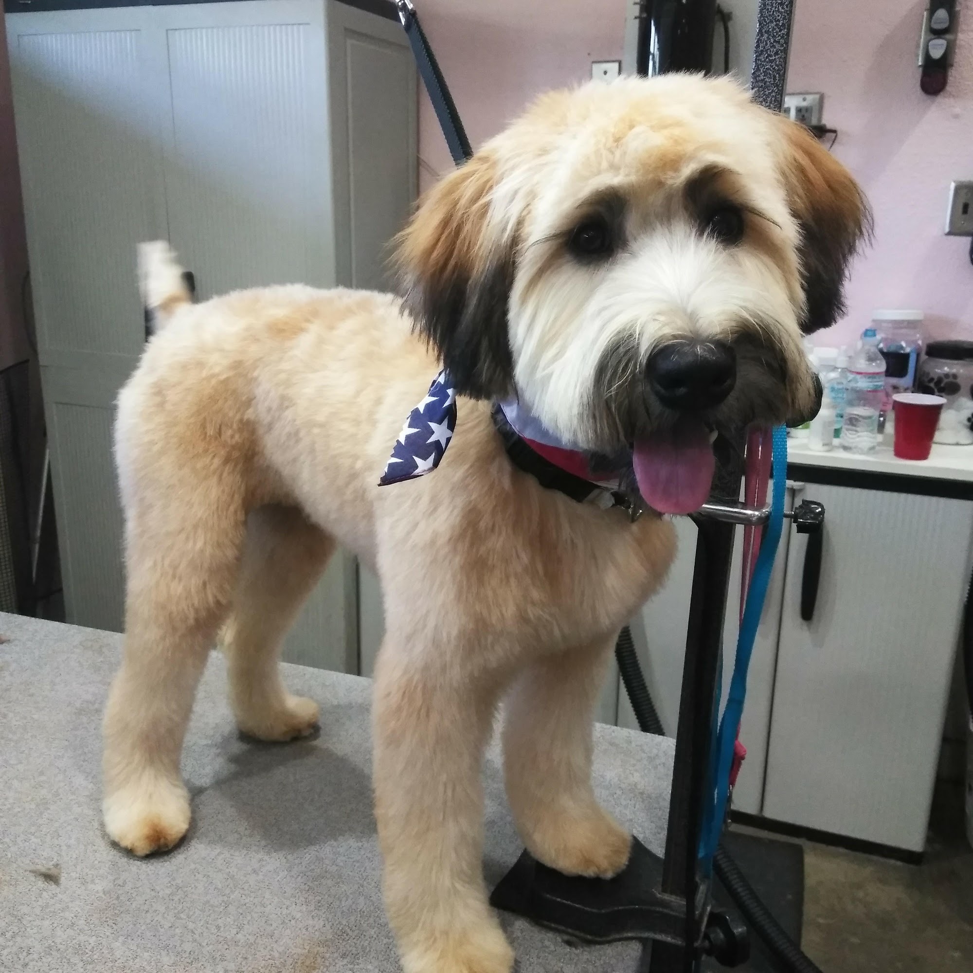 Bonnie's Pampered Pets Corona