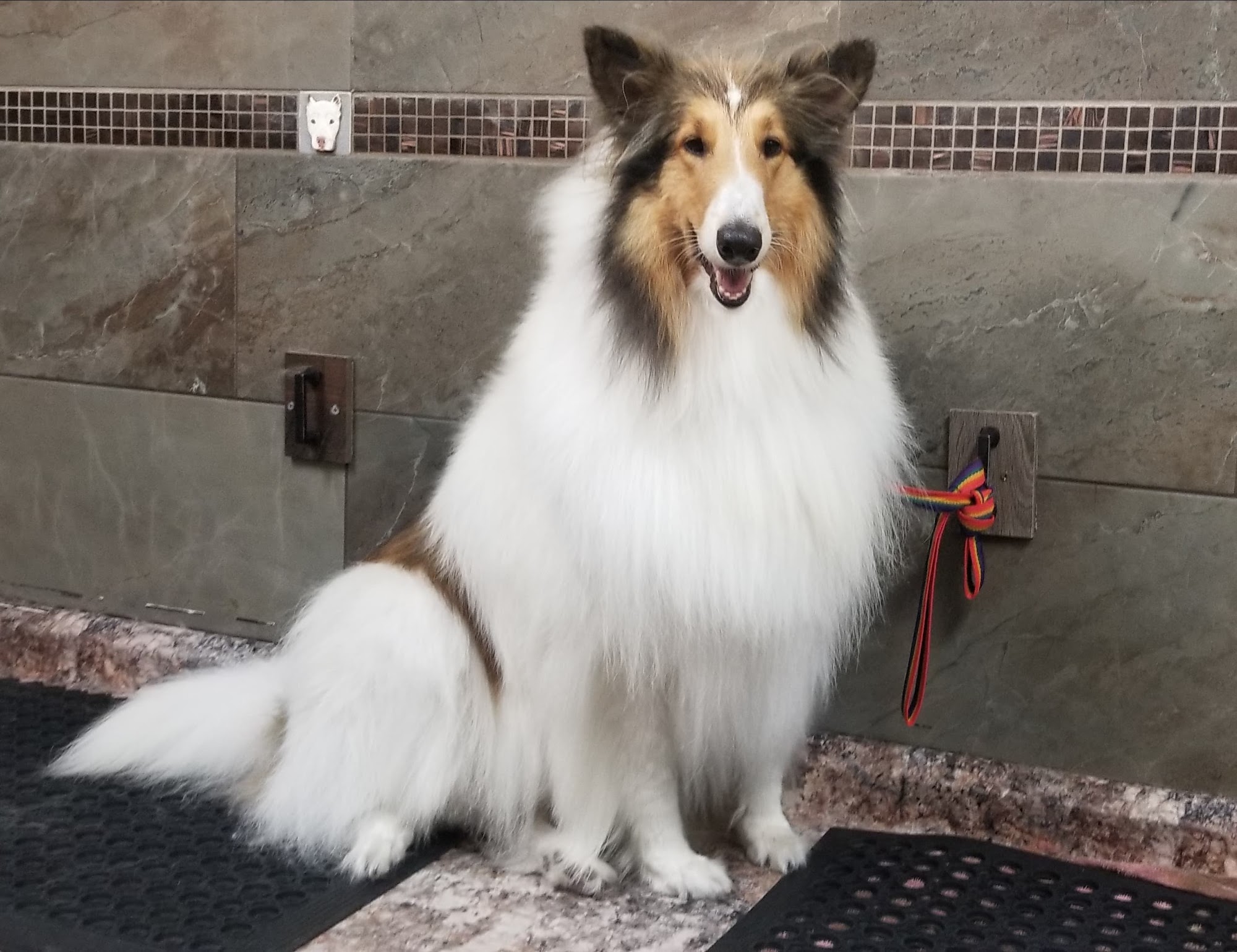 Doggie Spa Corona Corona