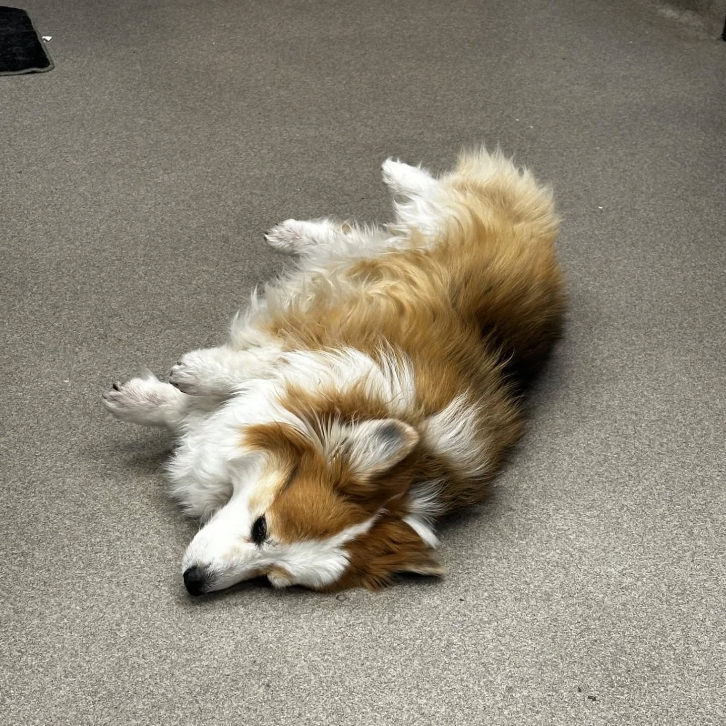 Sacred Hearts Veterinary Hospital Corona