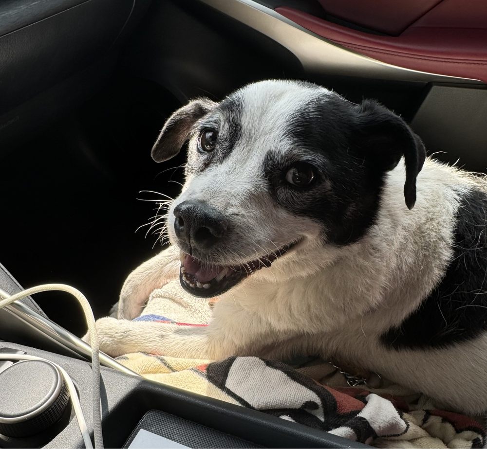 Super Paws Grooming Corona