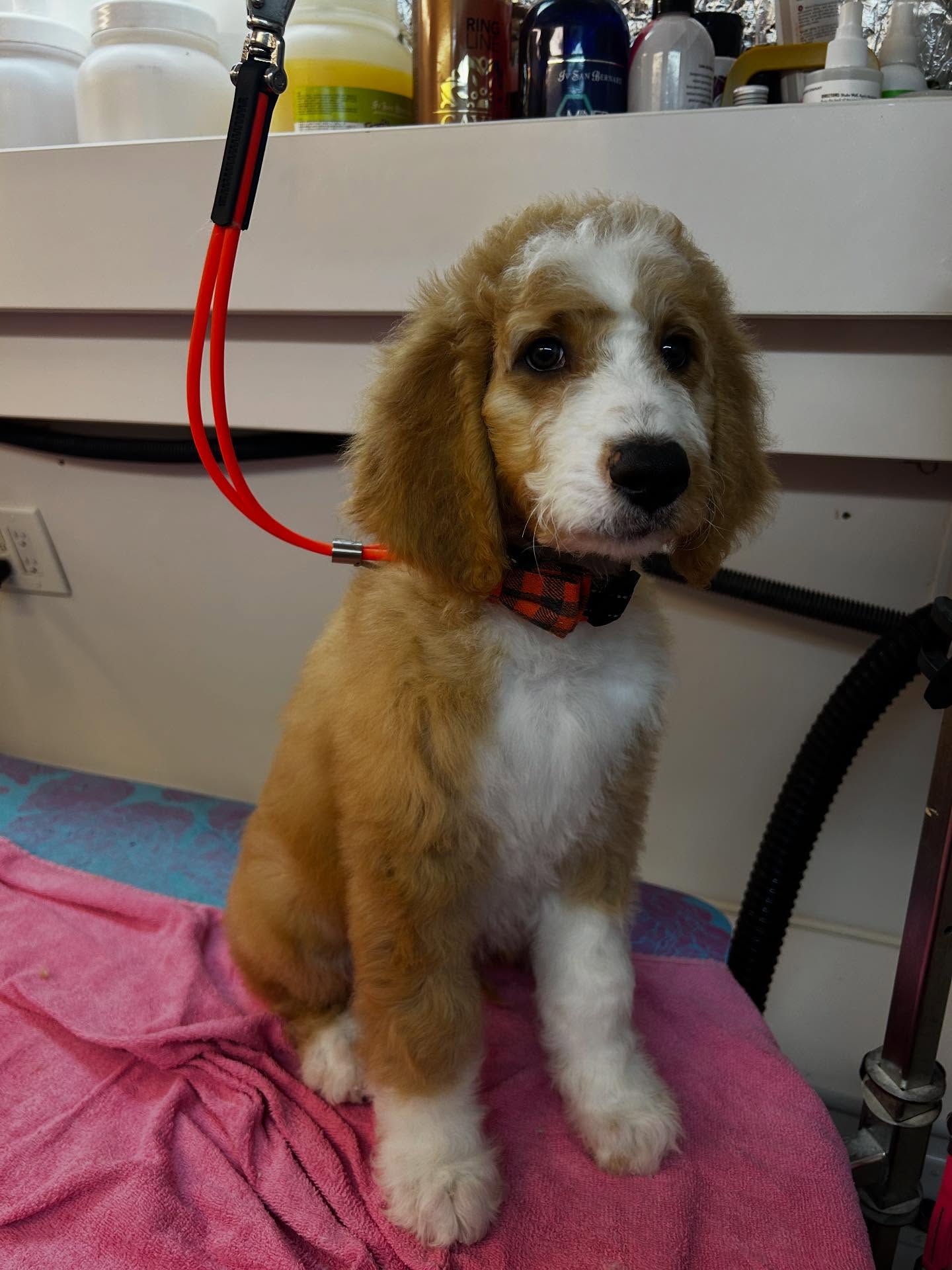 Golden Paw Mobile Spa Corona