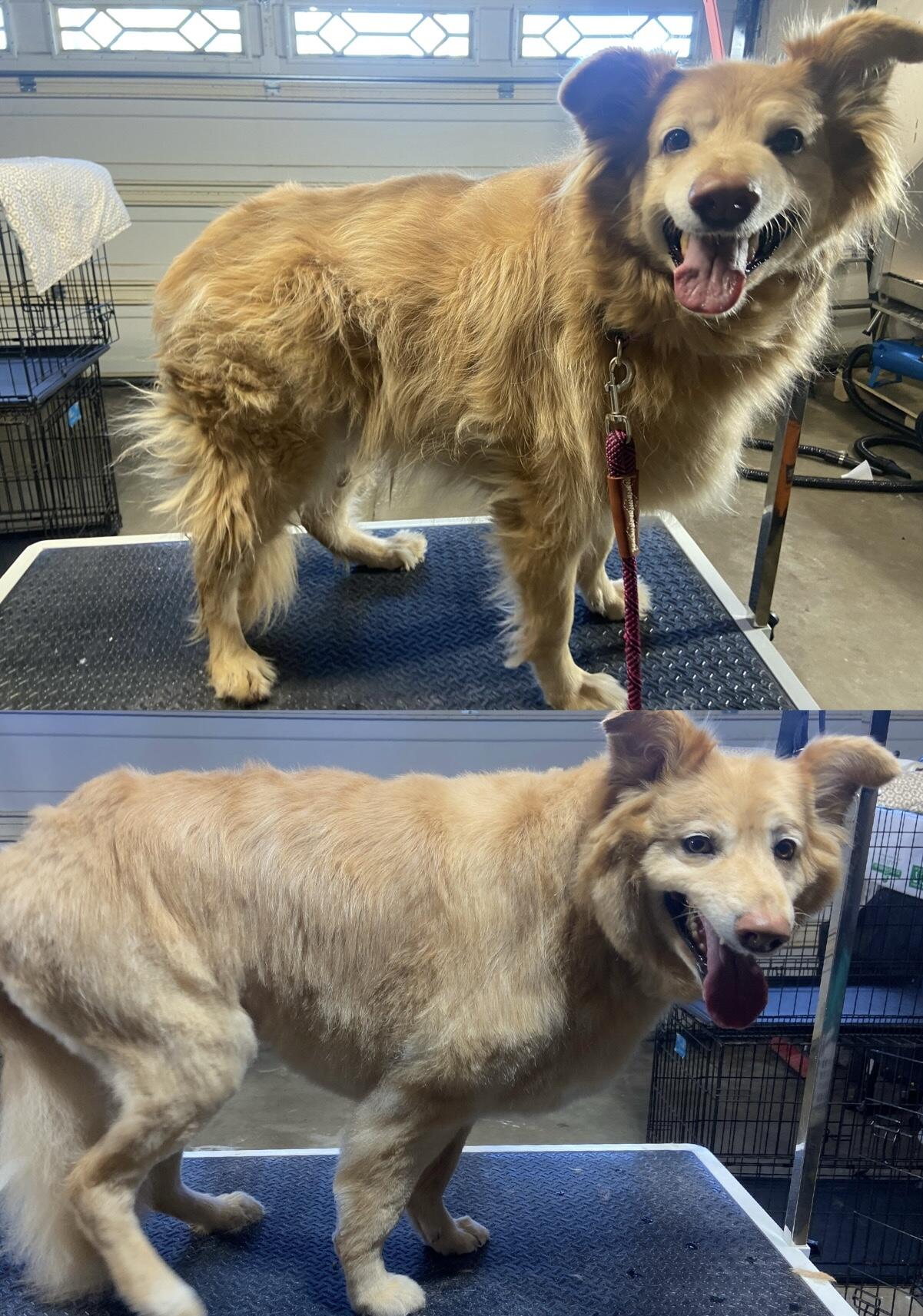 Vanity Dog Grooming Corona