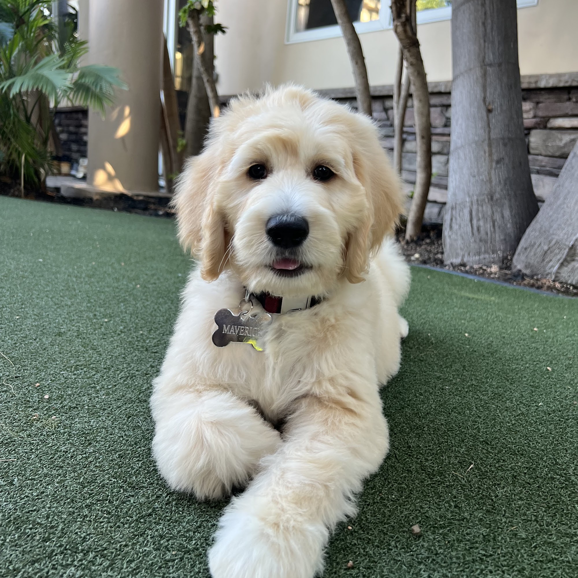 That Groomer Dood LLC Corona