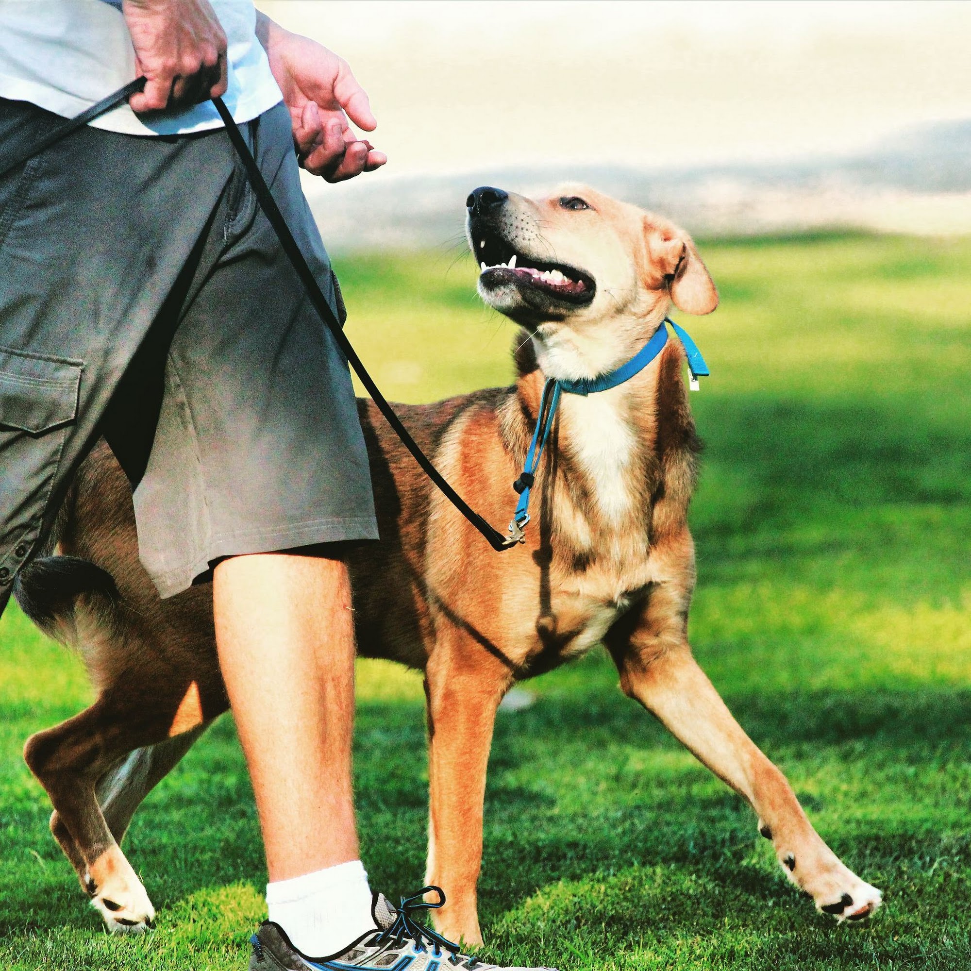 California Dog Training Corona
