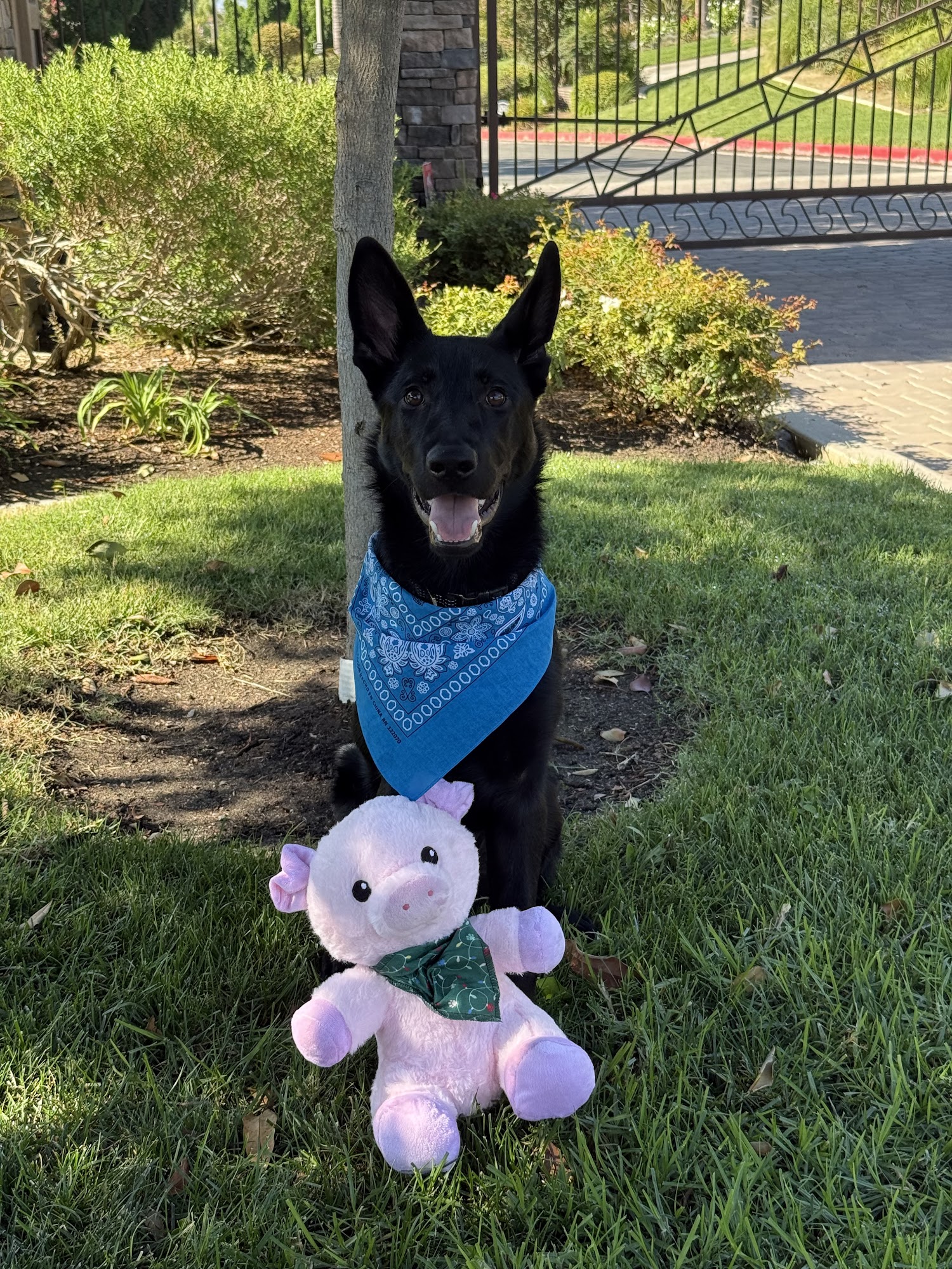 Inland German Shepherds Corona