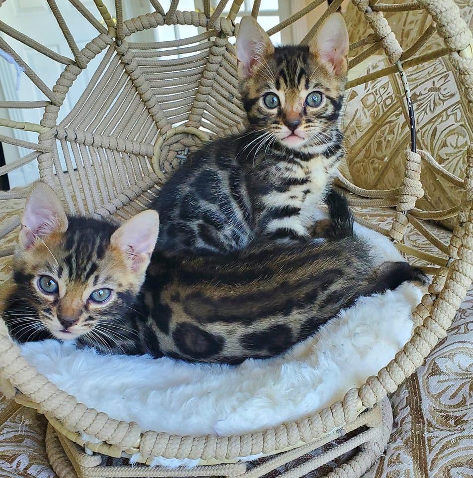 Precious Bengals Corona