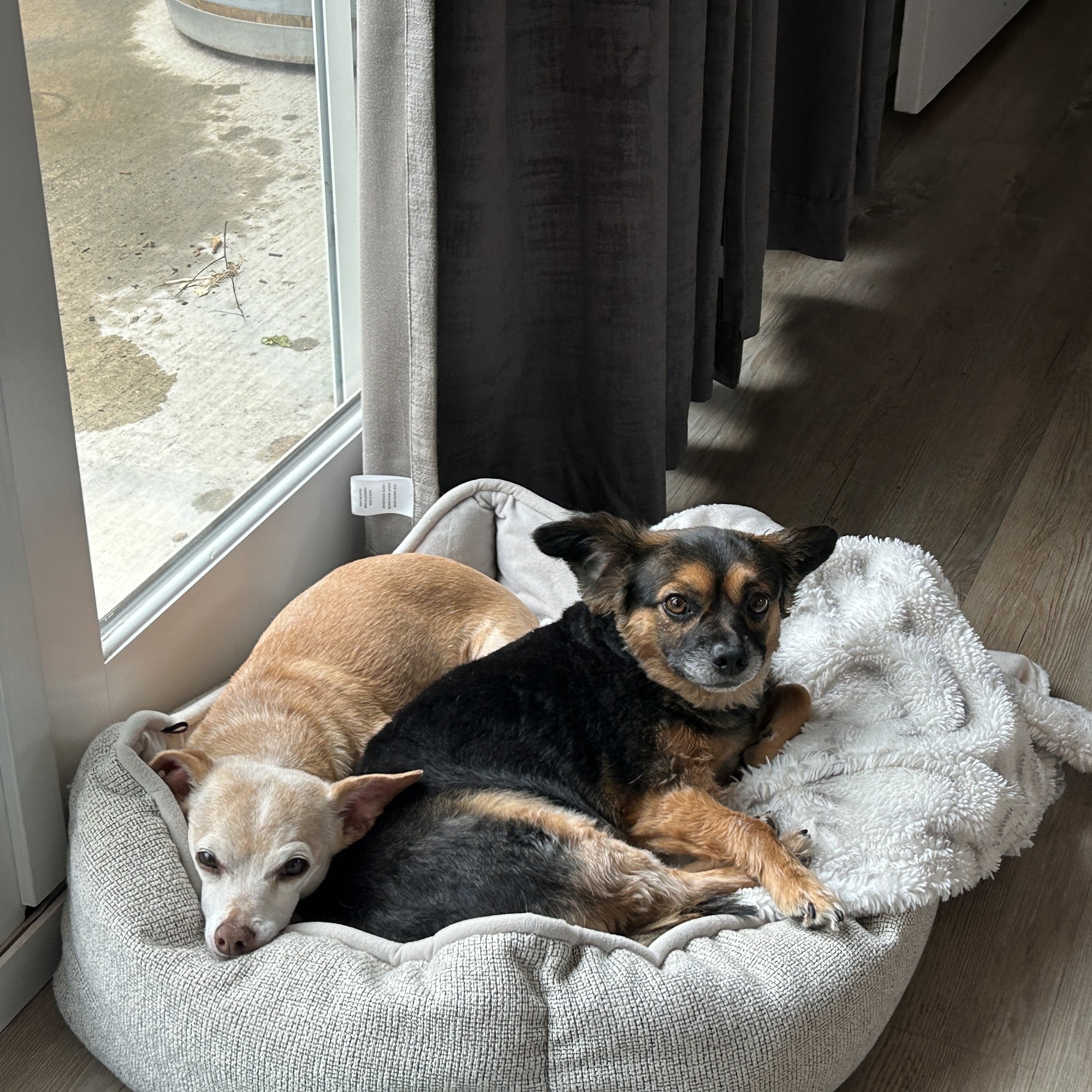 Tamalpais Dog Grooming Corte Madera