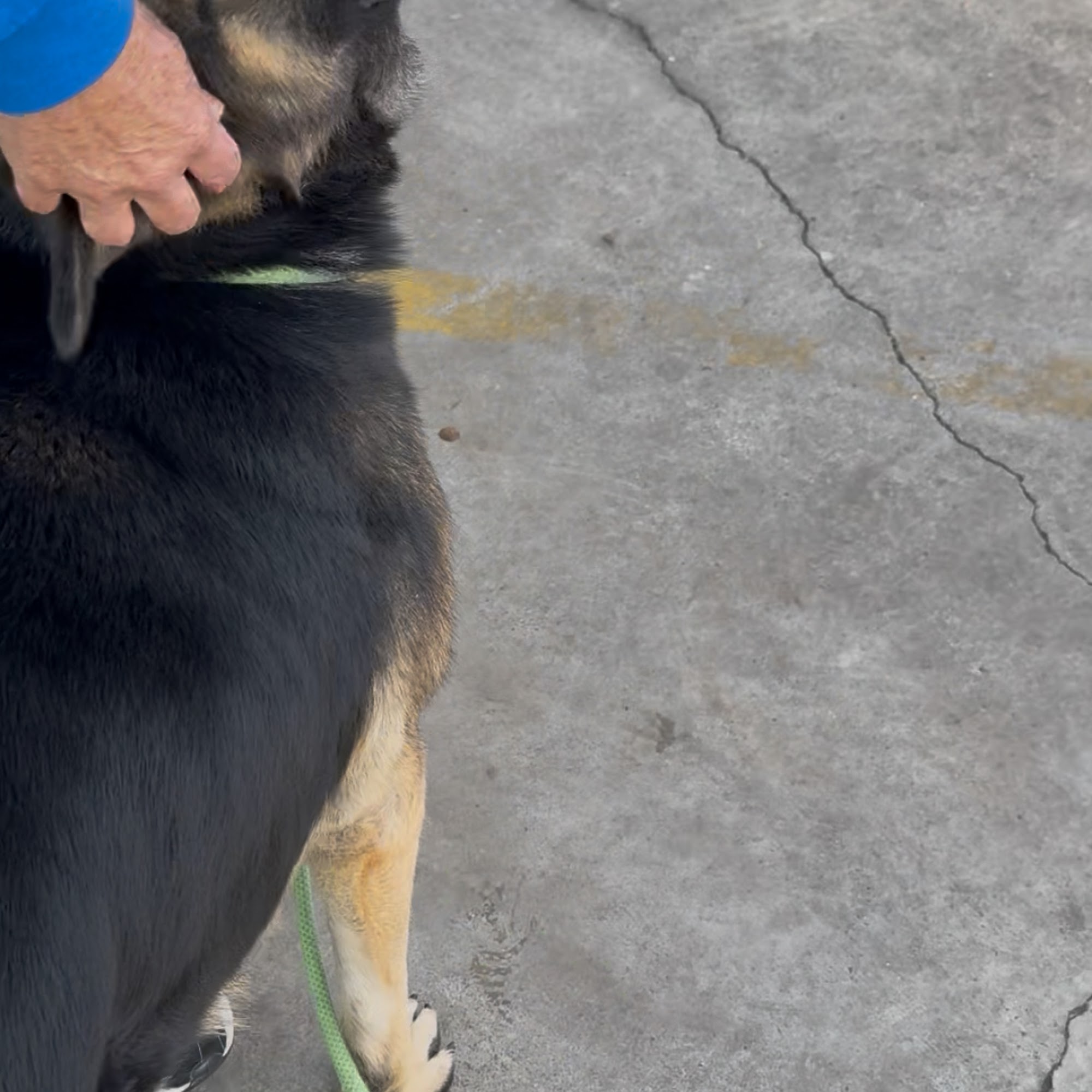 Priceless Pet Rescue - Costa Mesa Adoption Center Costa Mesa