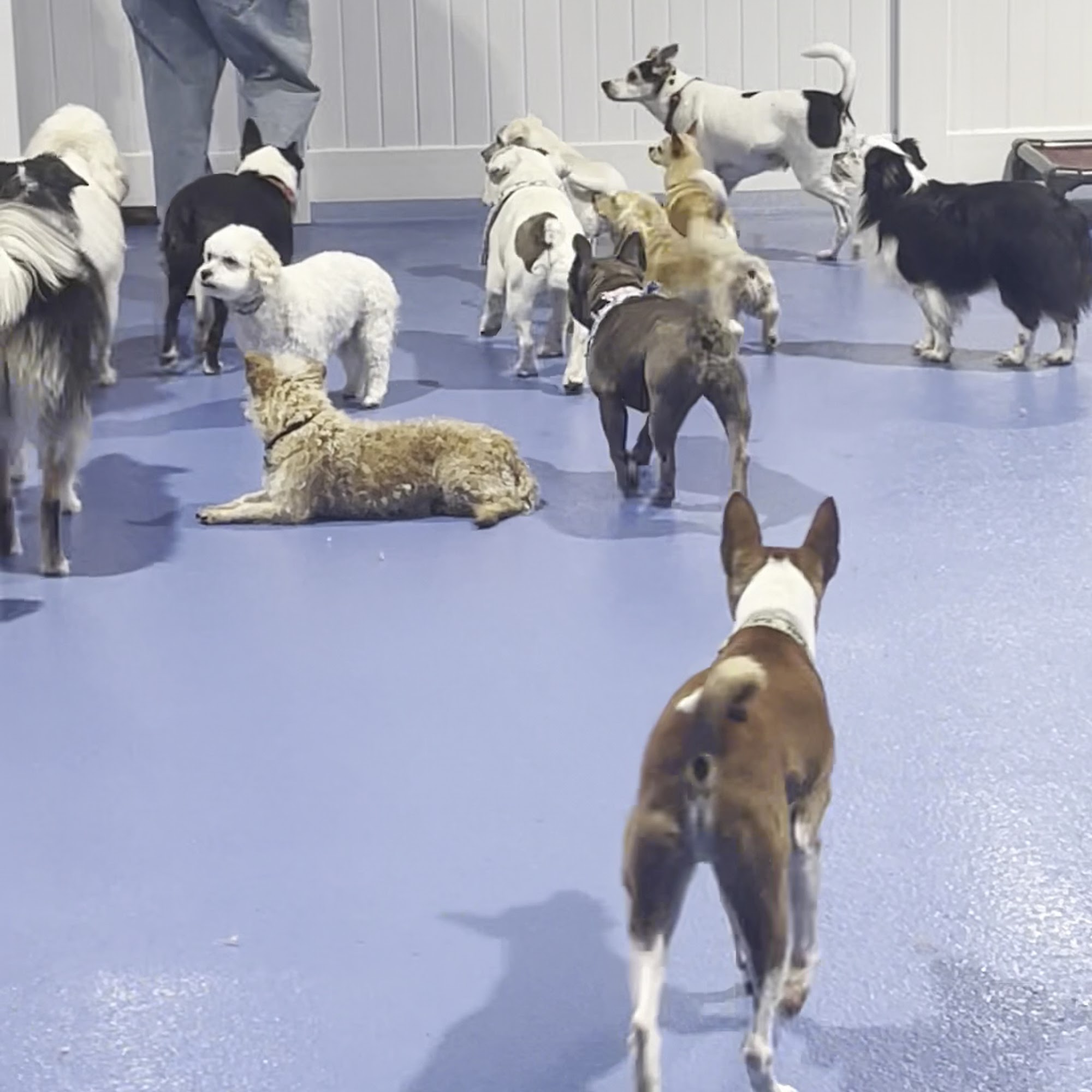 Doggie Daycare...And More Costa Mesa