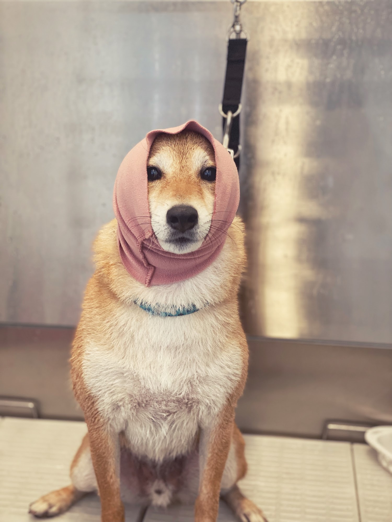 Ruff Haus Grooming Costa Mesa