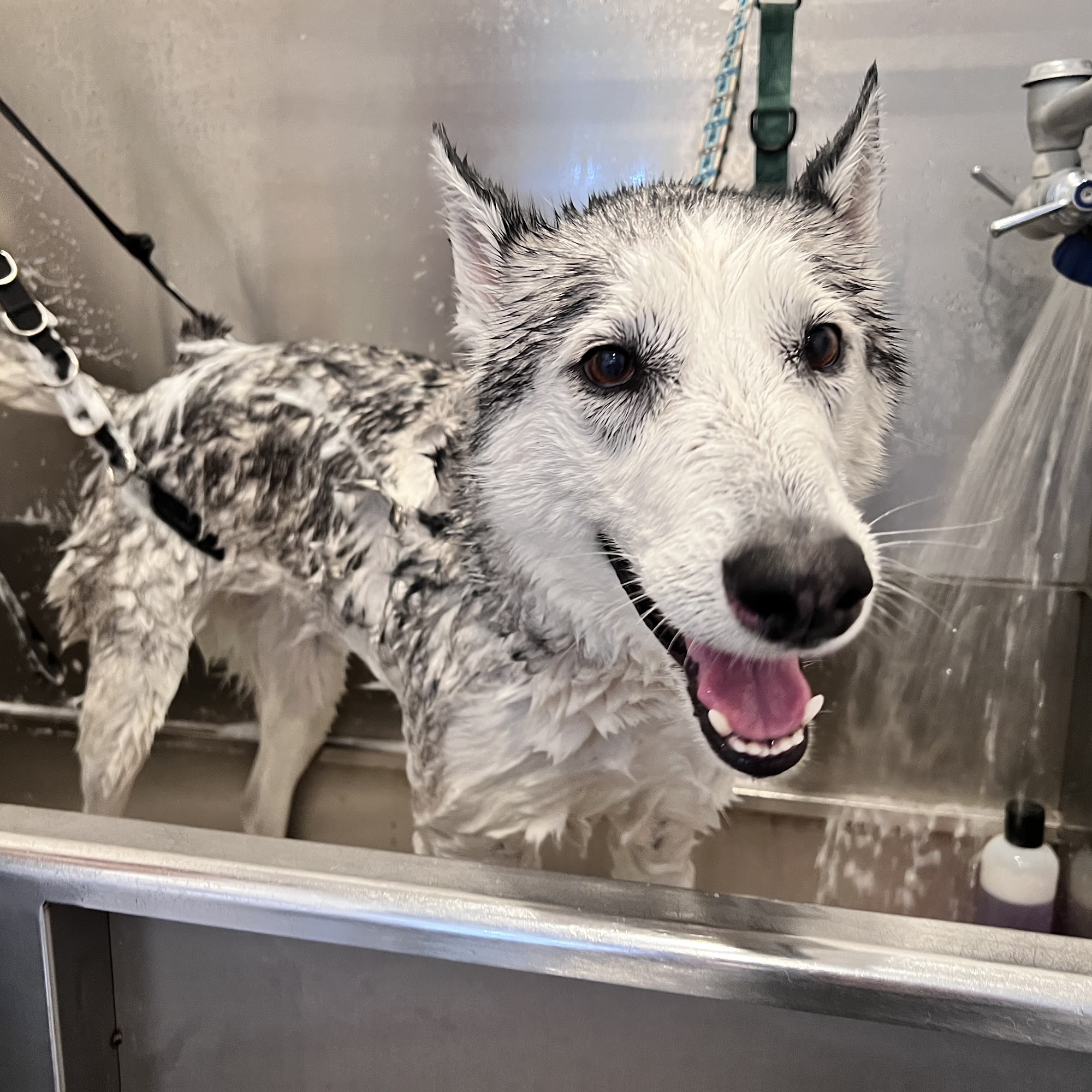 Ruff Haus Grooming Costa Mesa