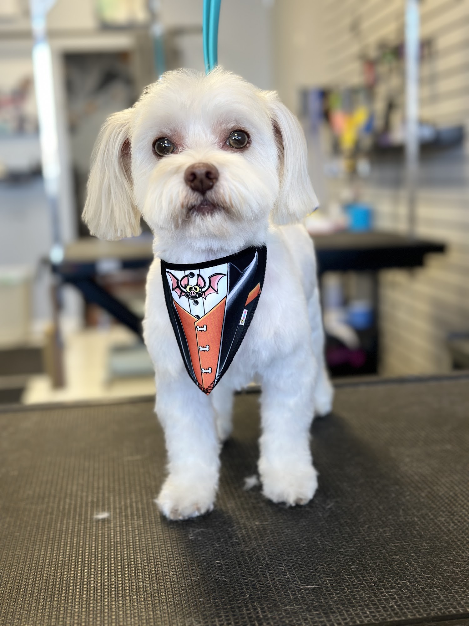 Bark Bath Costa Mesa