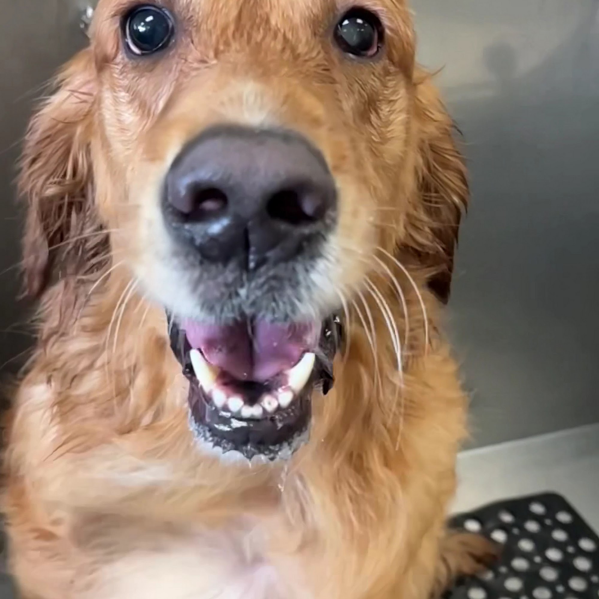 Bark Bath Costa Mesa