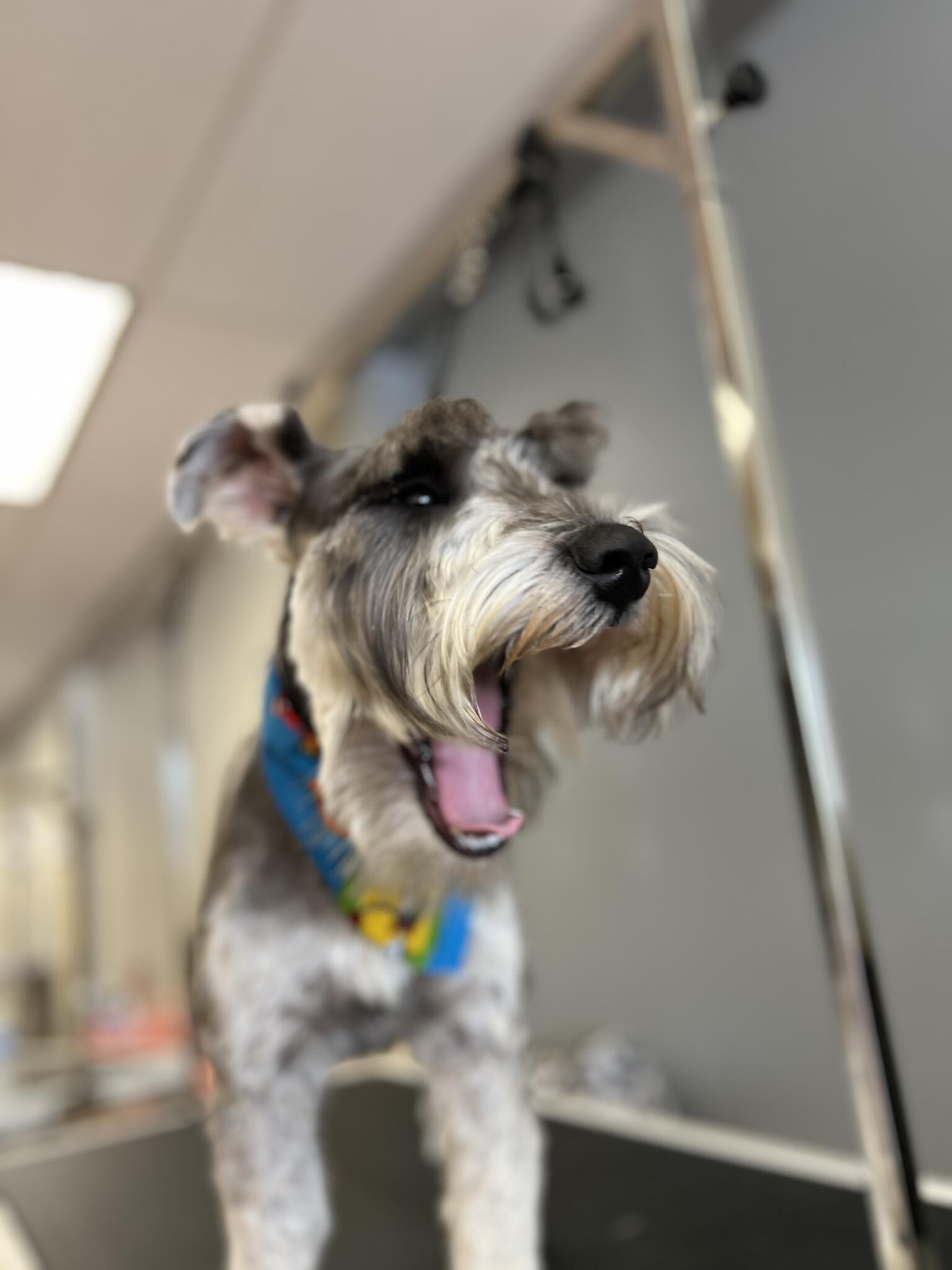 BenJi Dog Grooming Costa Mesa