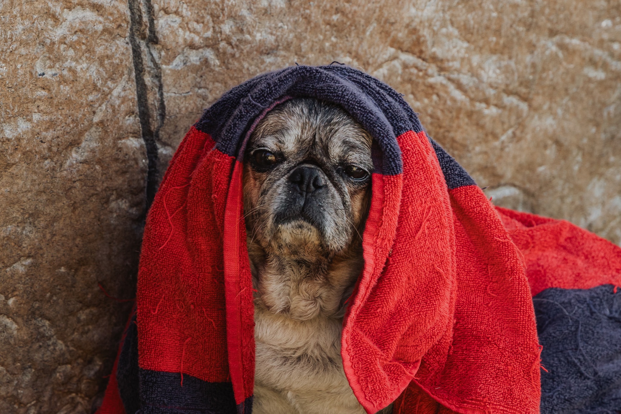 Bone Adventure Inc Costa Mesa