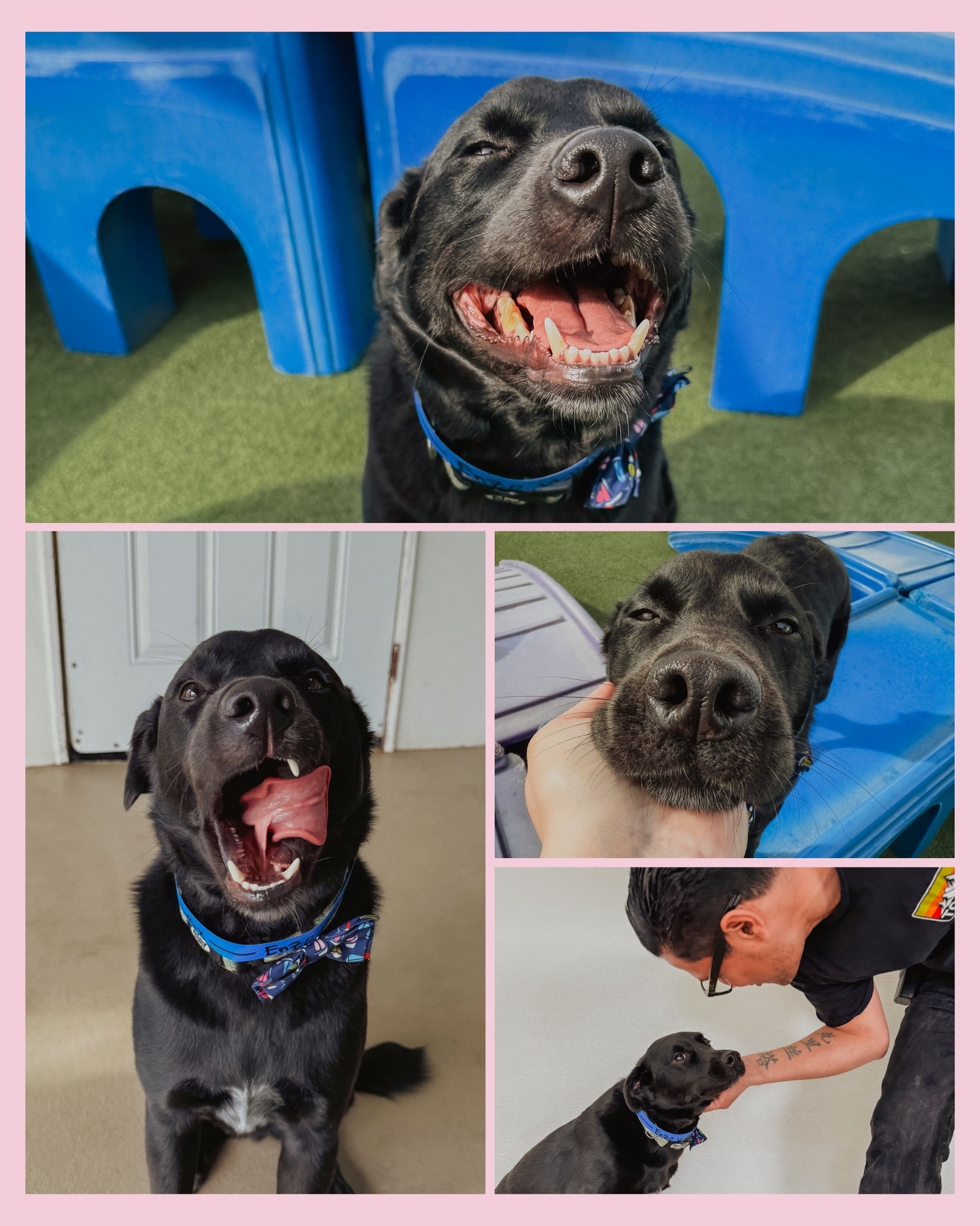 Bone Adventure Inc Costa Mesa