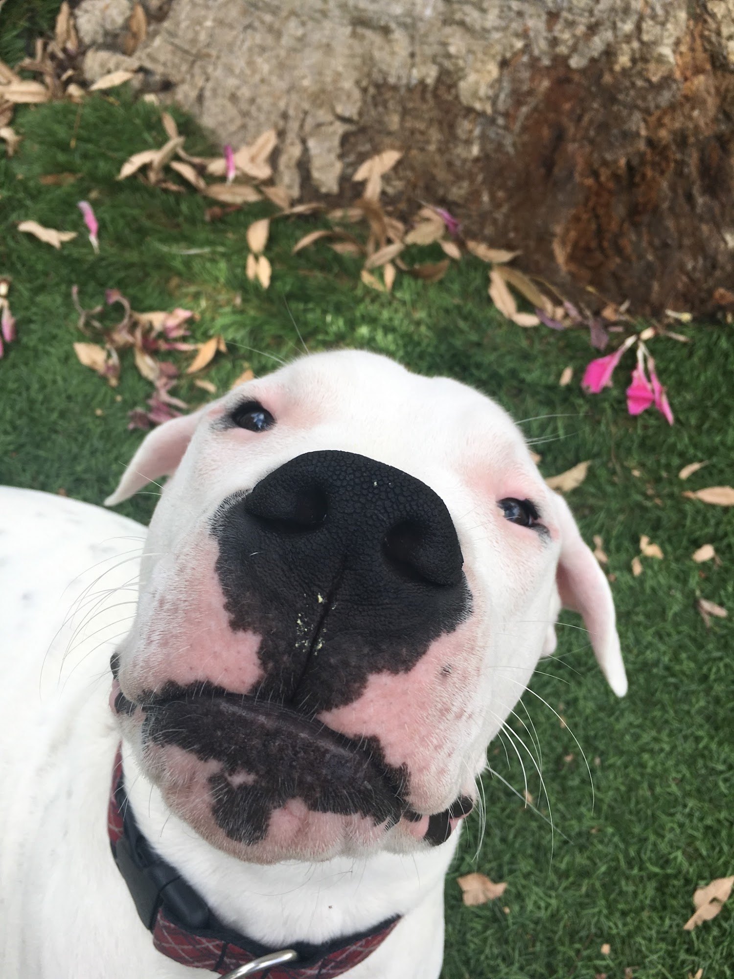 Adventure Tails Pets l Dog walking & Pet sitting Costa Mesa