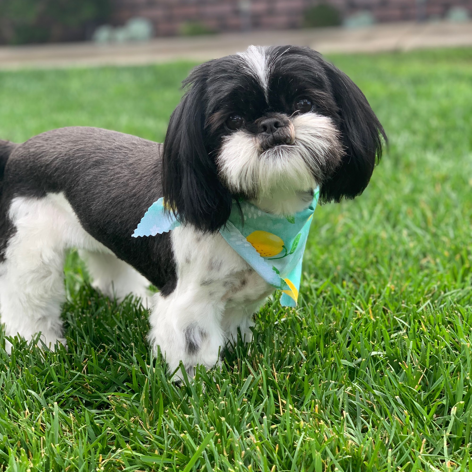 Adventure Tails Pets l Dog walking & Pet sitting Costa Mesa