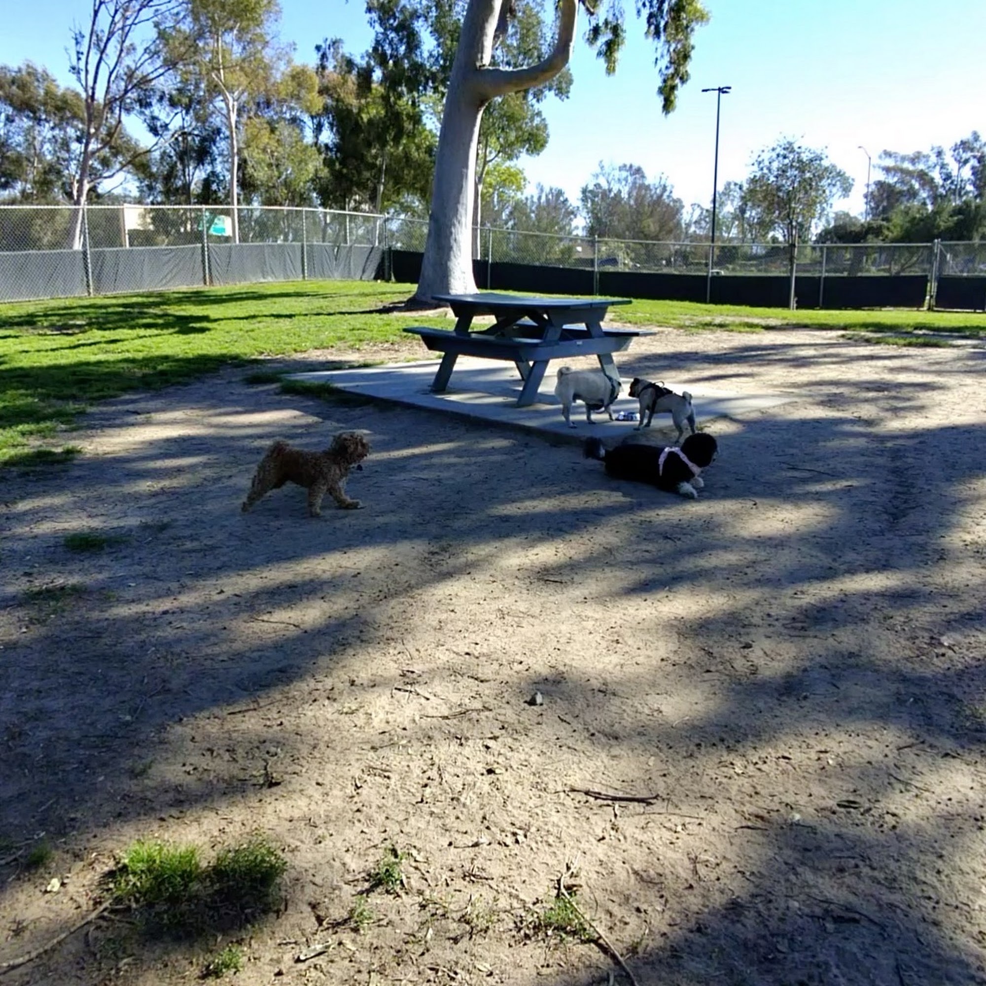 Bark Park Costa Mesa