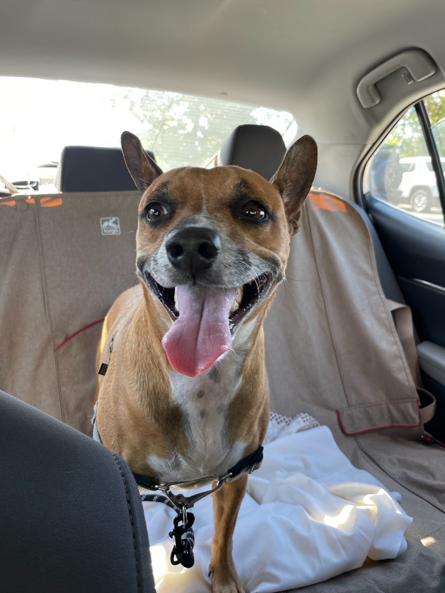 Bark Park Costa Mesa