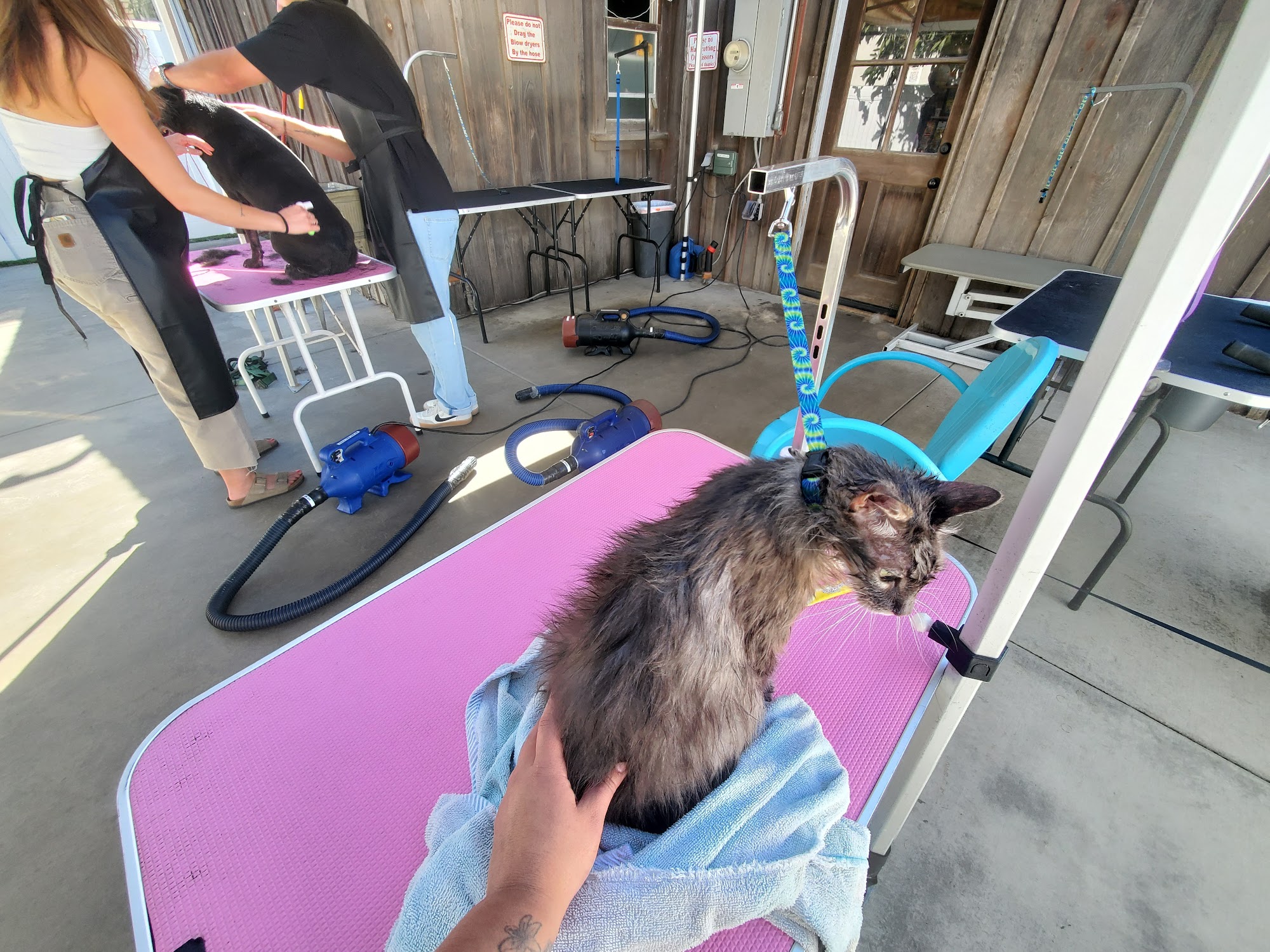 Penny's Pup Wash Costa Mesa