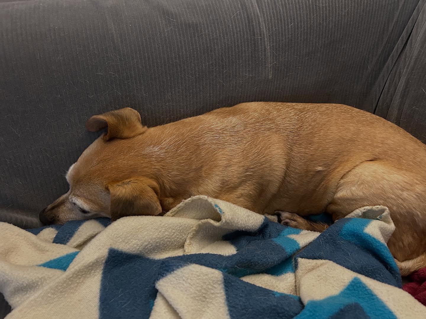 Wow Bow Wow Dog Trainer Costa Mesa