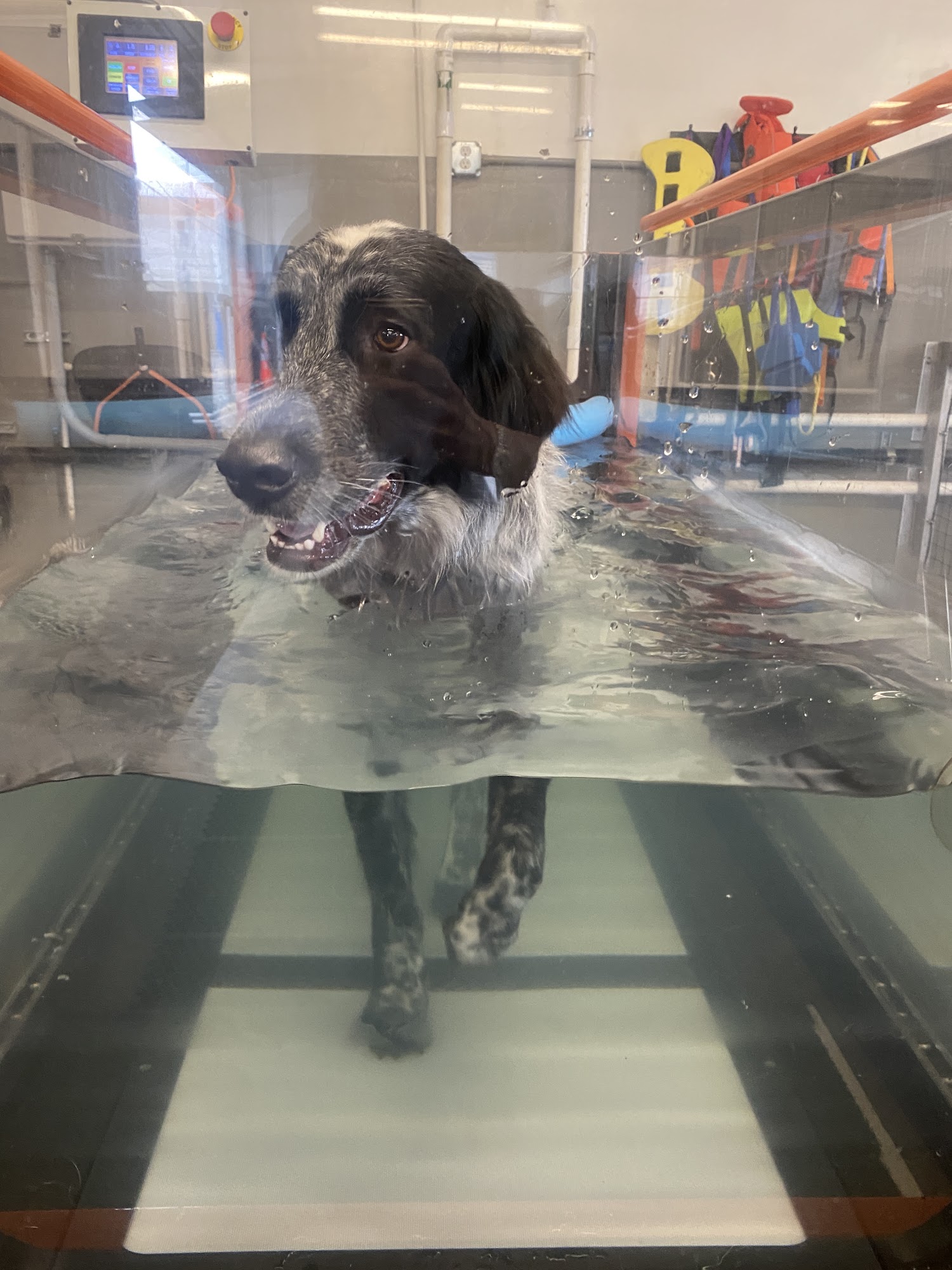 Animal Wellness Center of OC Costa Mesa