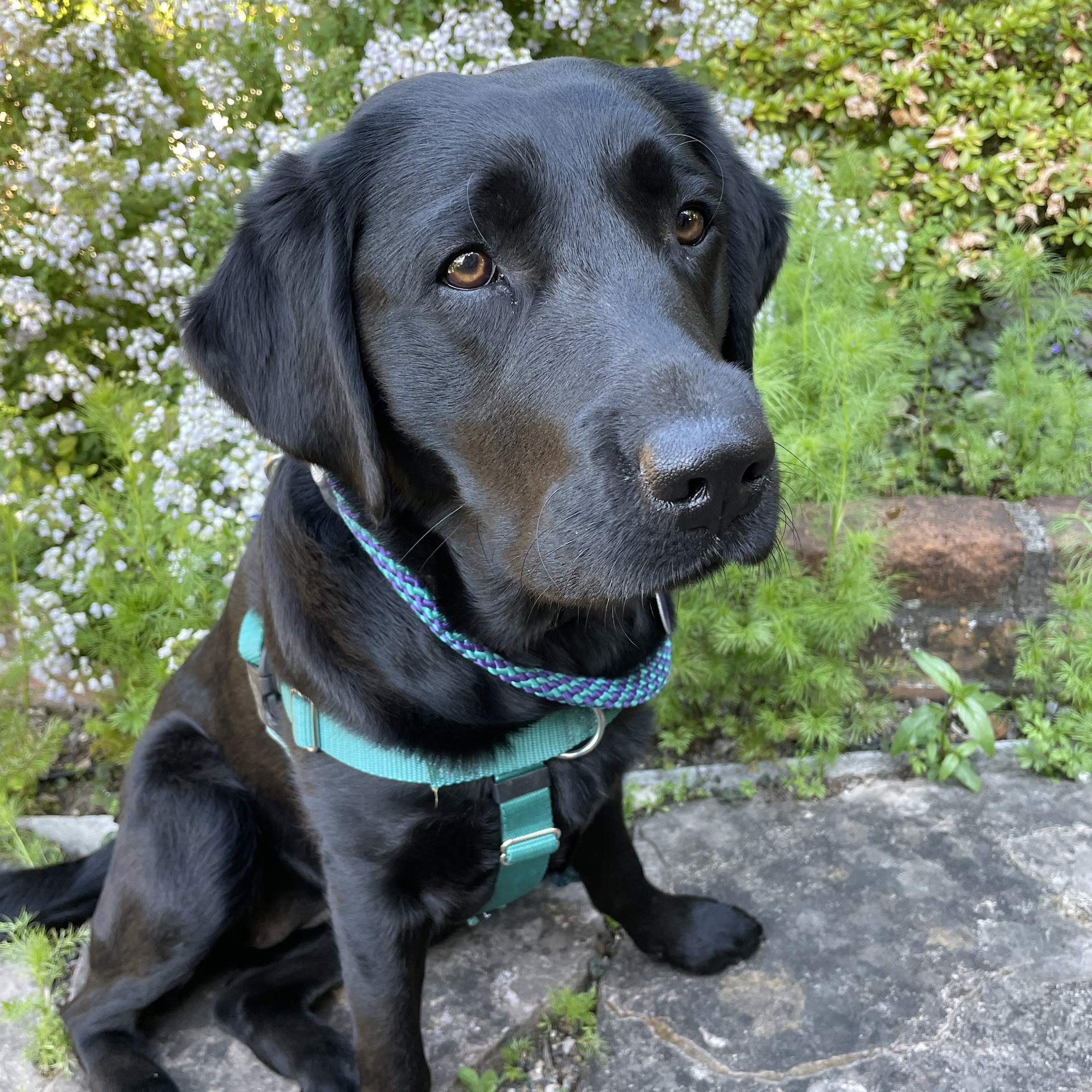 Cotati Small Animal Hospital Cotati