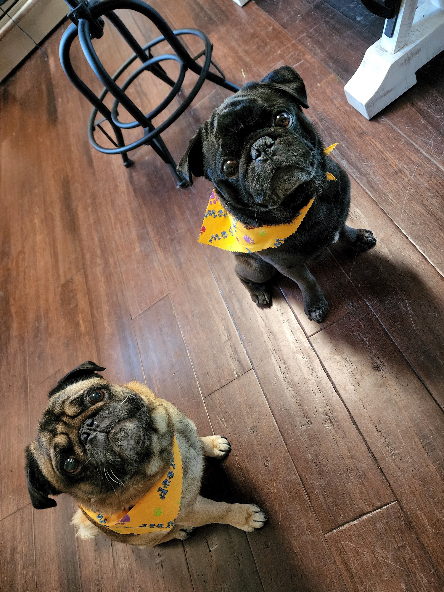 Paws Grooming Salon Cotati