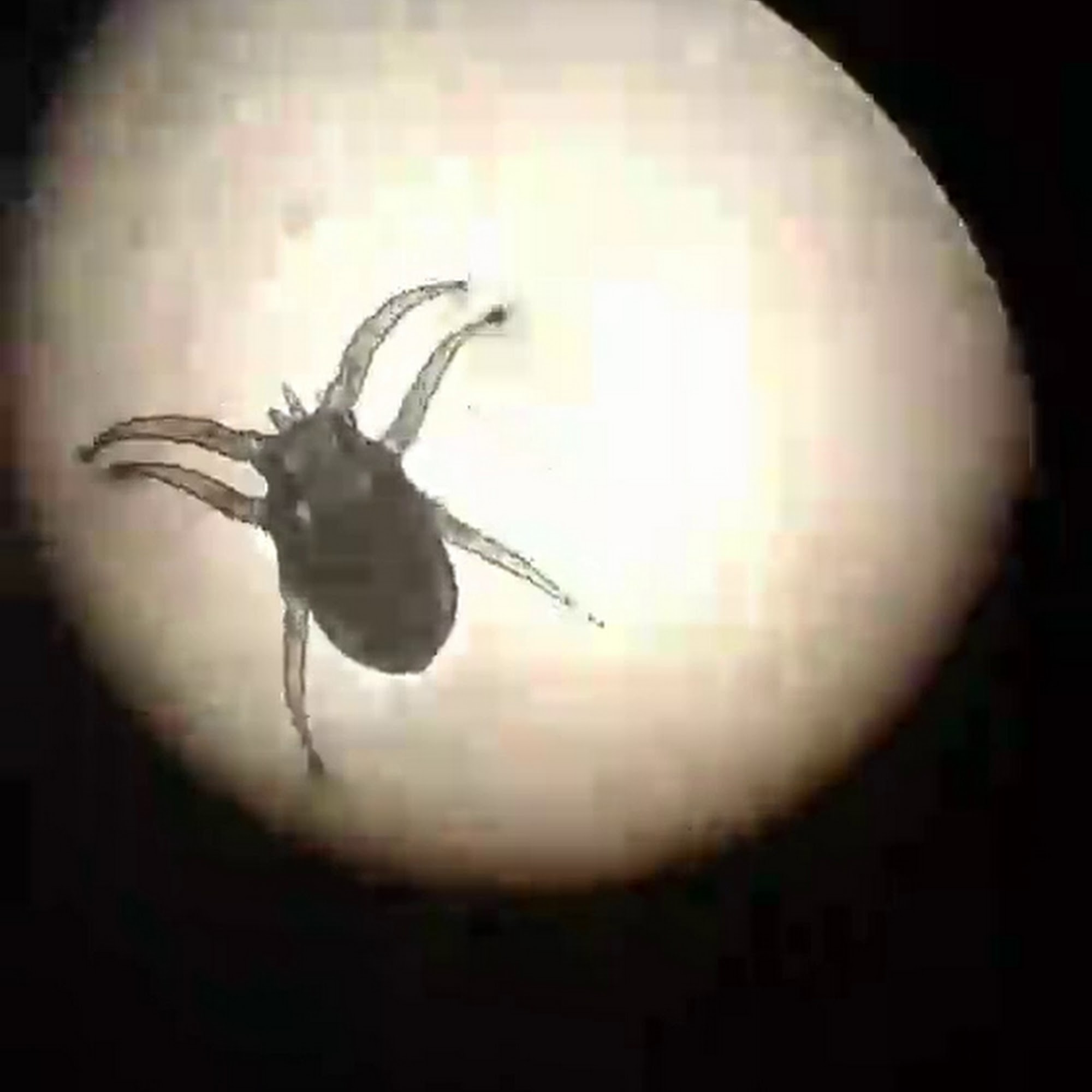 Cottonwood Small Animal Clinic Cottonwood