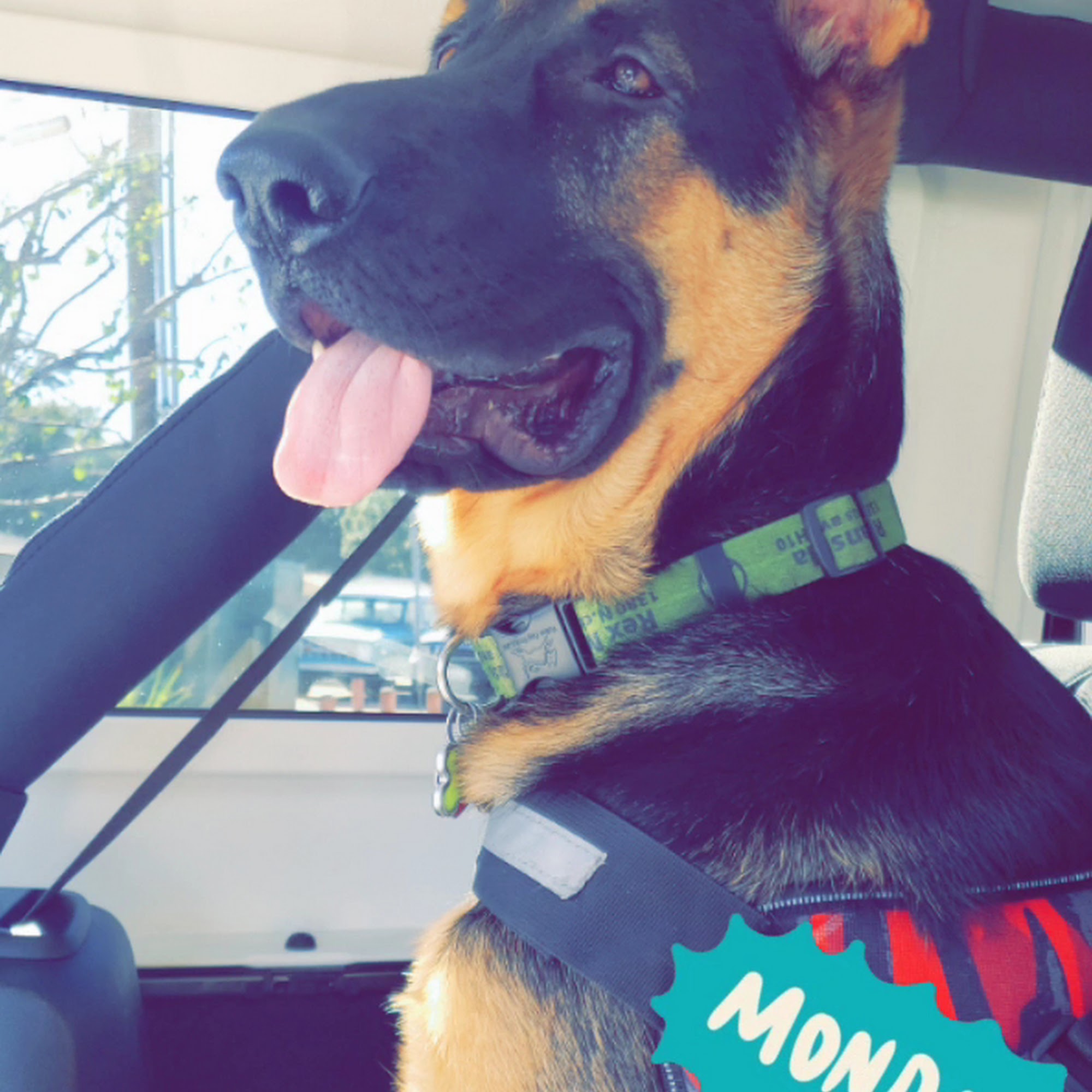 Covina Animal Hospital Covina