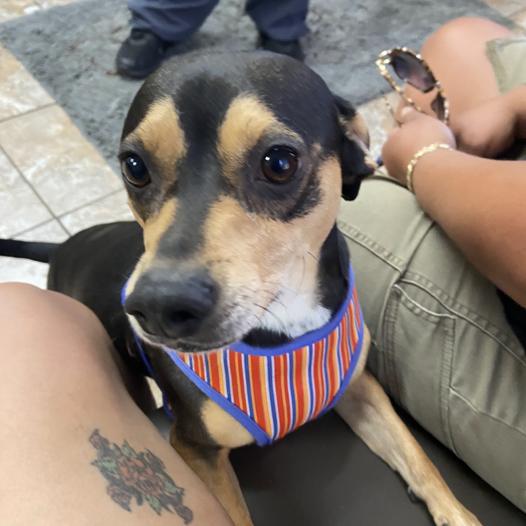 Cypress Animal Hospital Covina