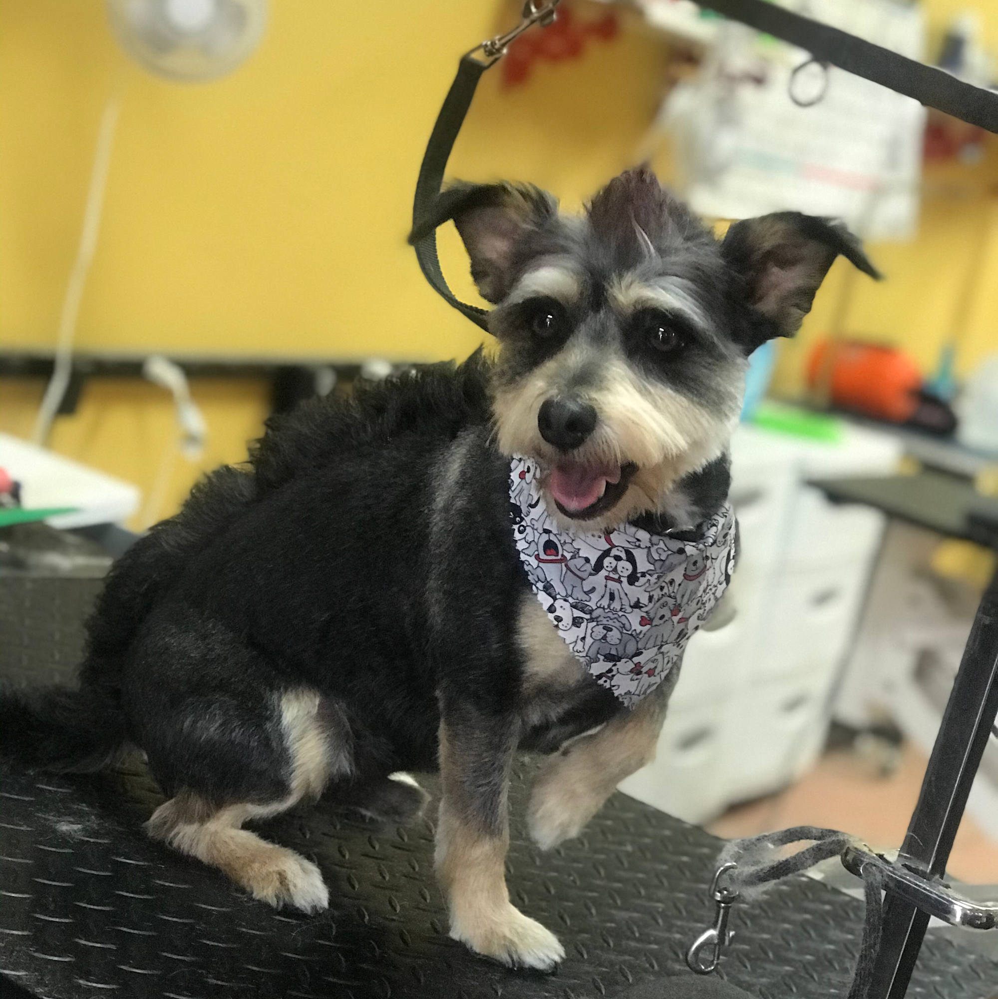 PAWsitive Pet Grooming Covina