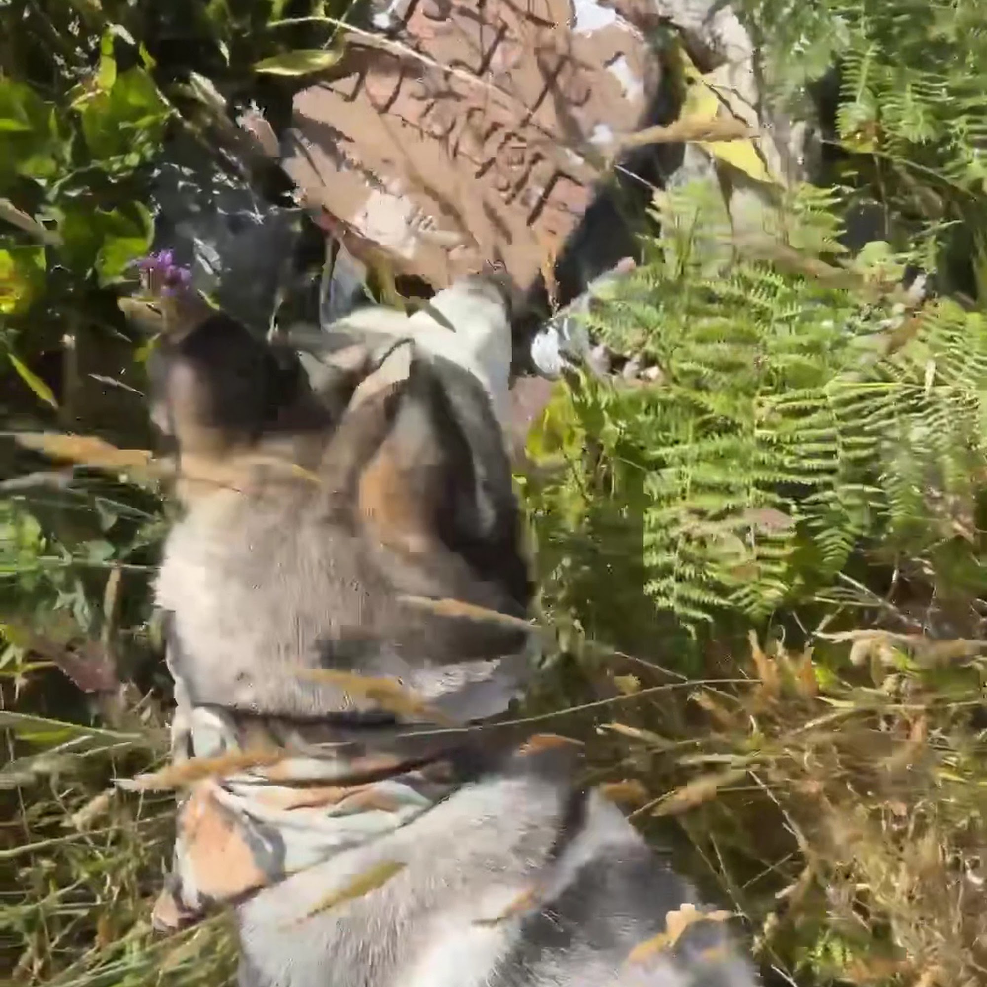 Crescent Animal Medical Center Crescent City