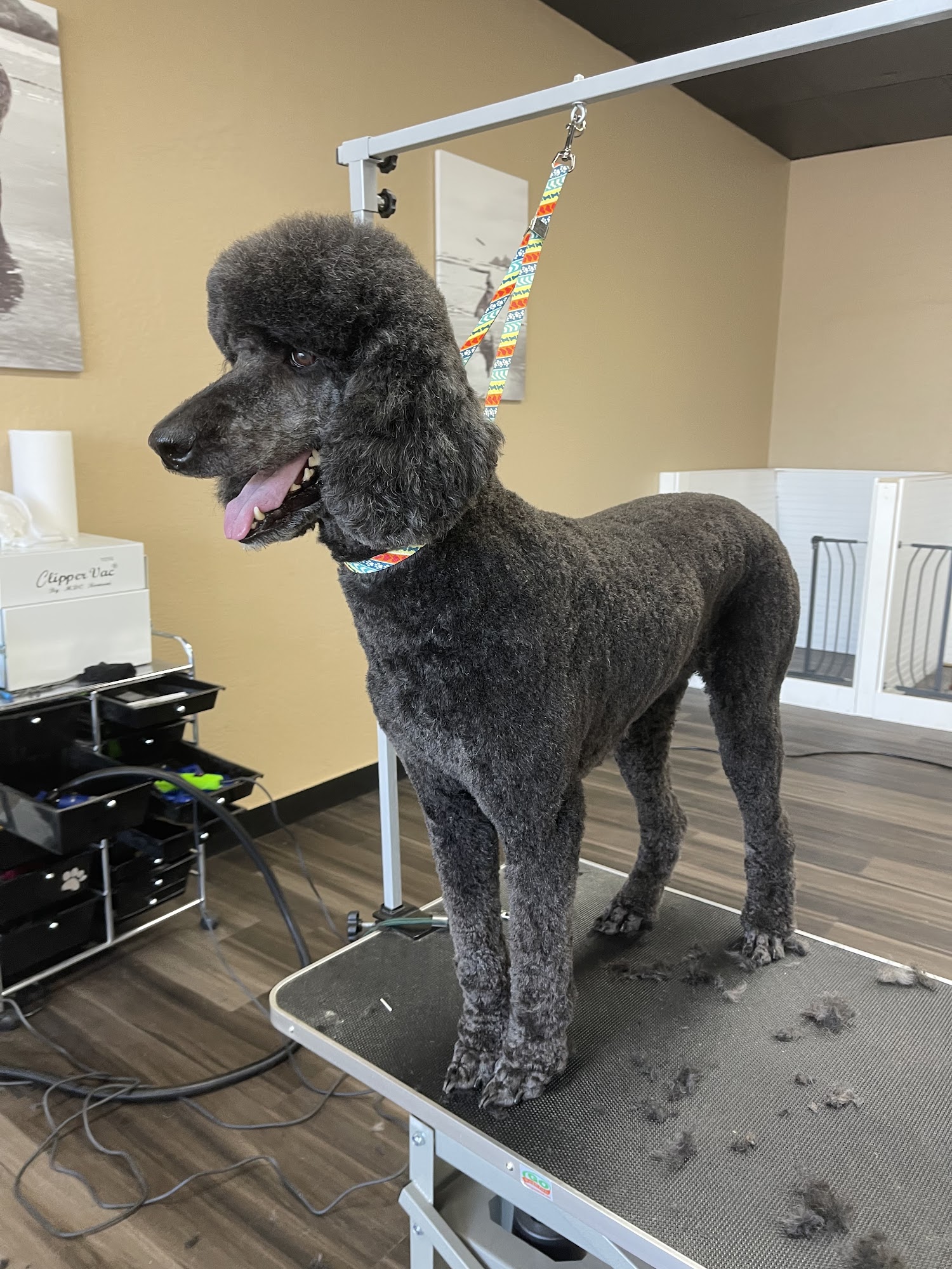 Salty Dog Grooming Crescent City