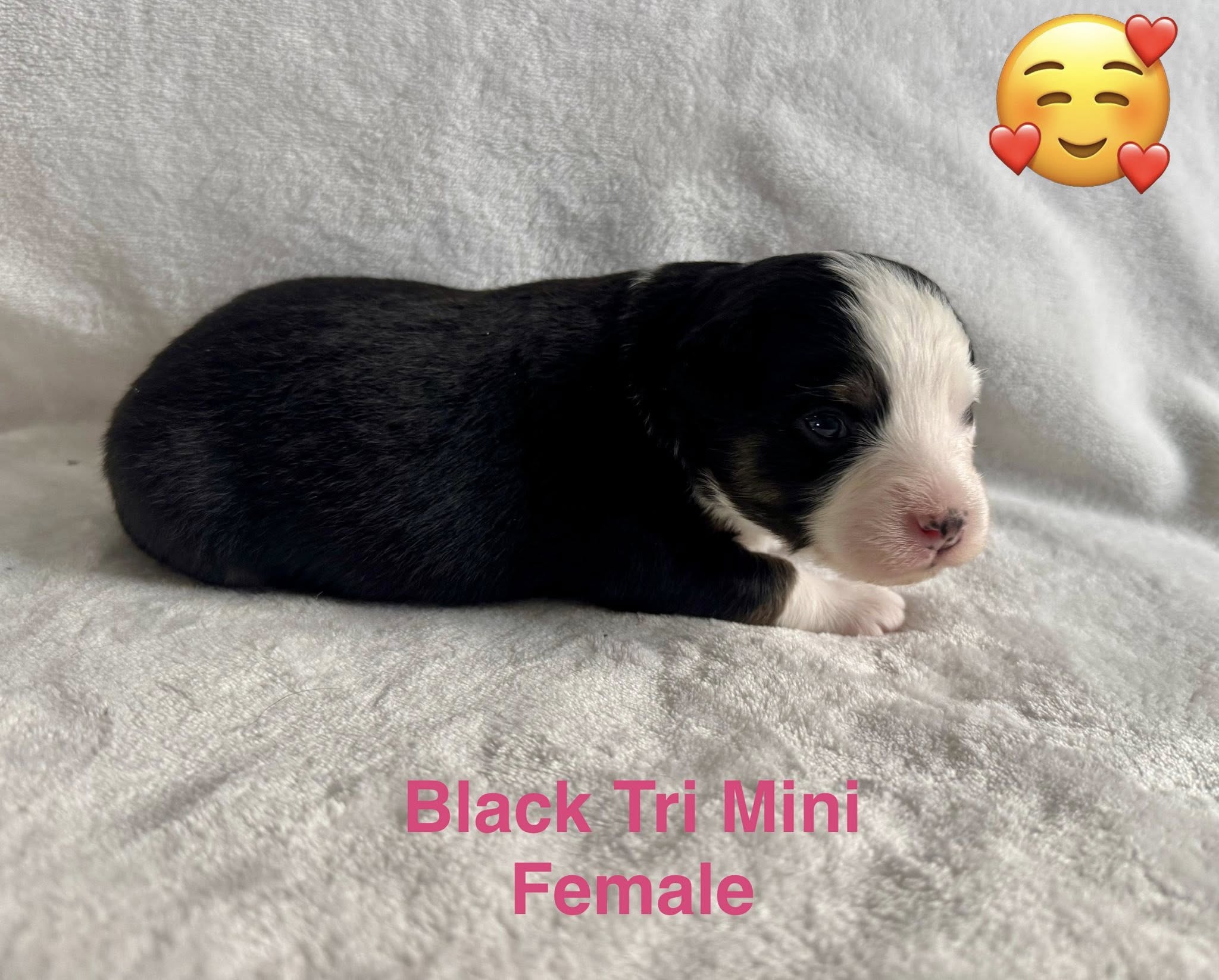 Rocky Top Kennels Creston