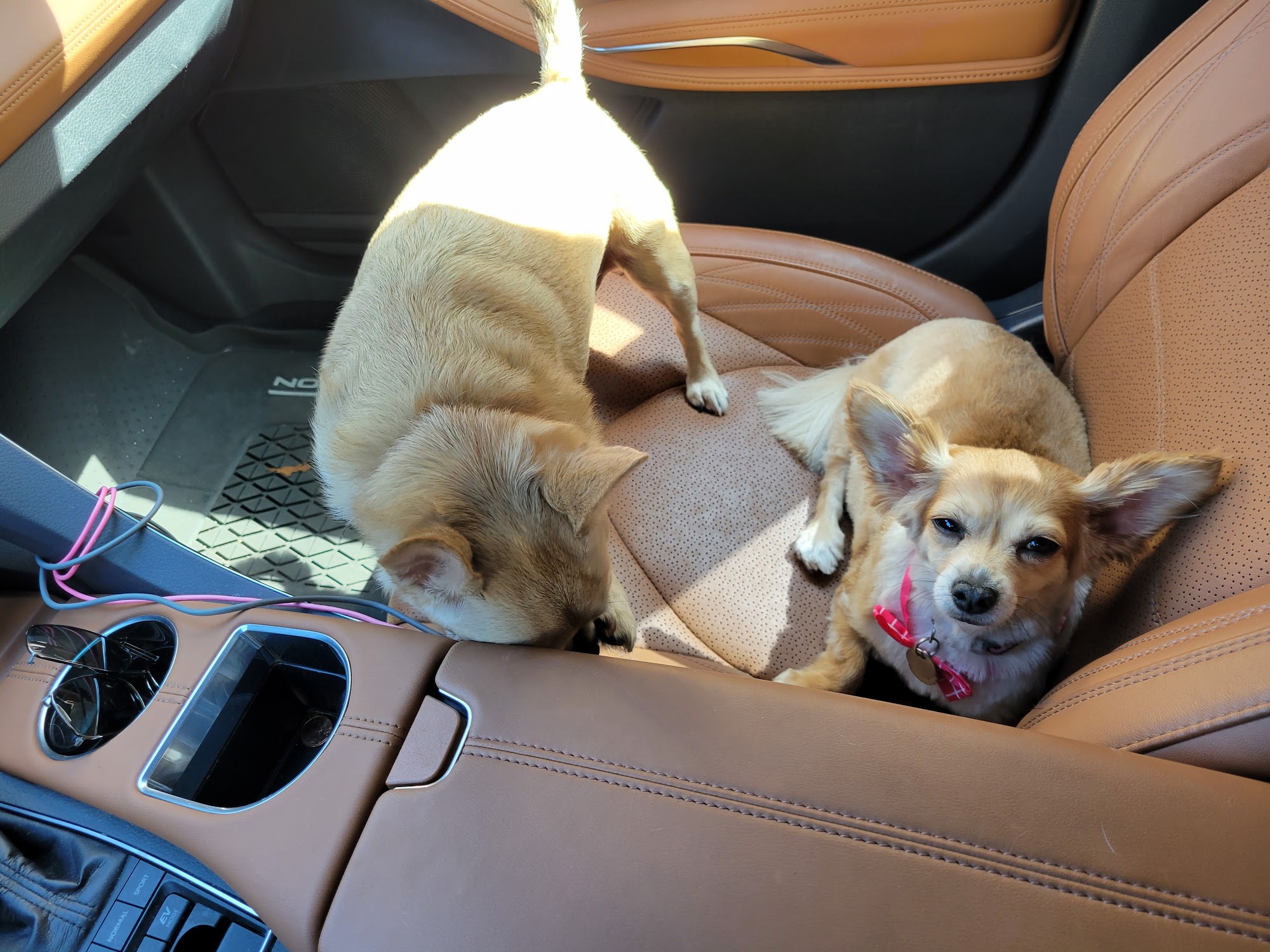 Desiree's Pink Poodle Grooming Crockett