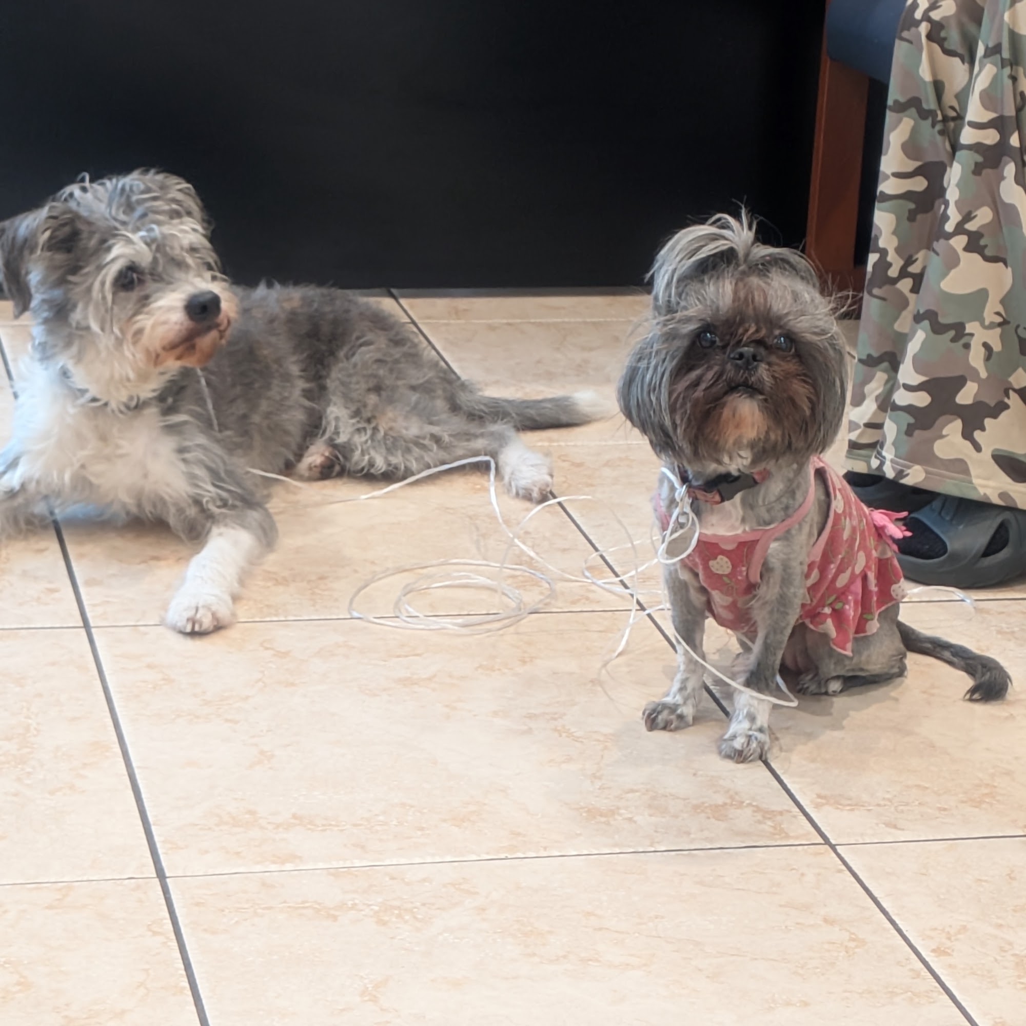 Fox Hills Animal Hospital Culver City