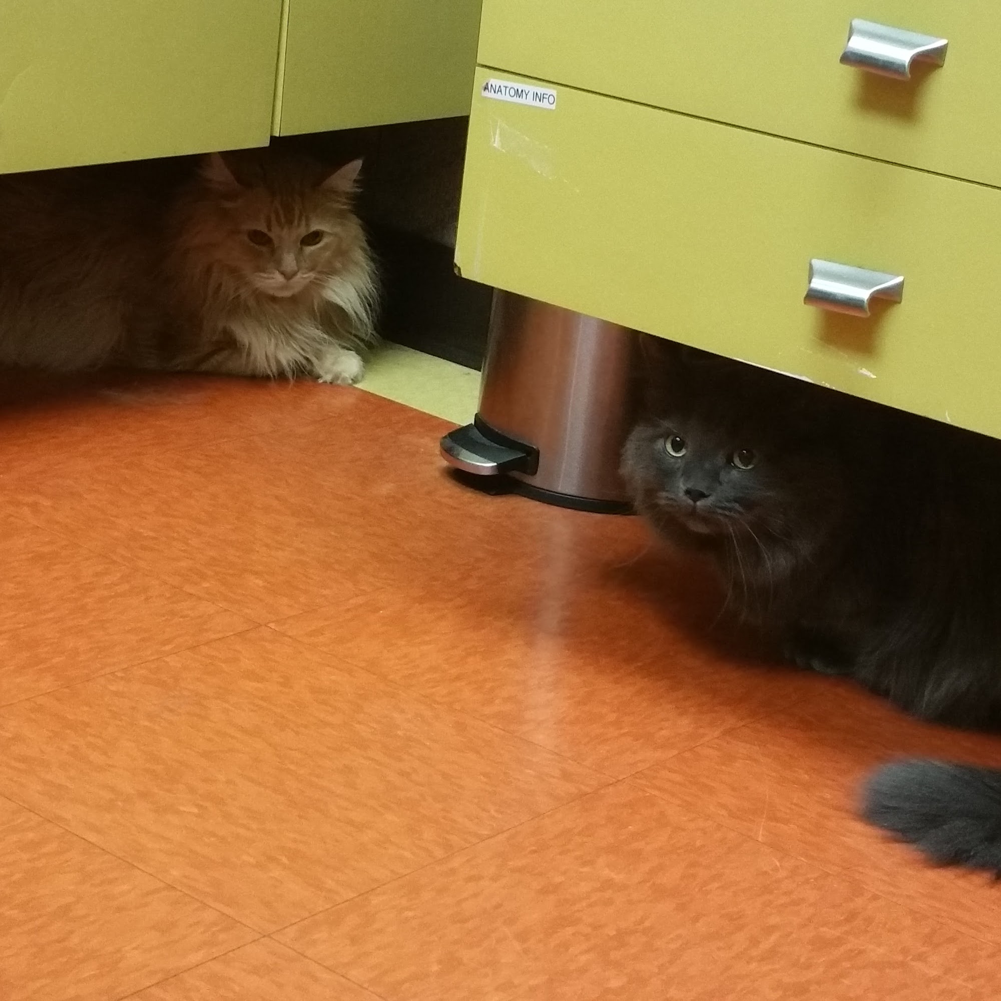 Brent-Air Animal Hospital Culver City