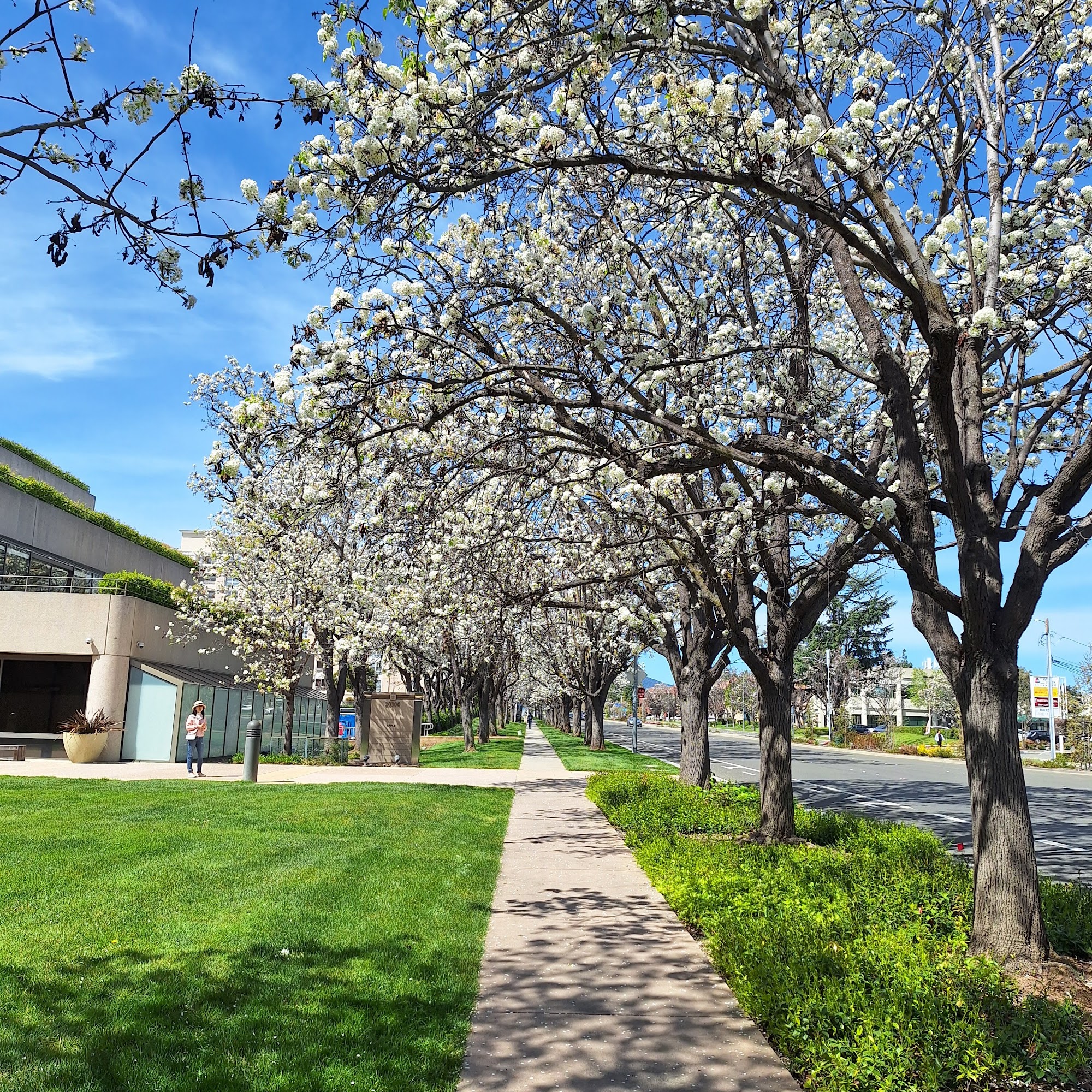 City Center 1 Cupertino