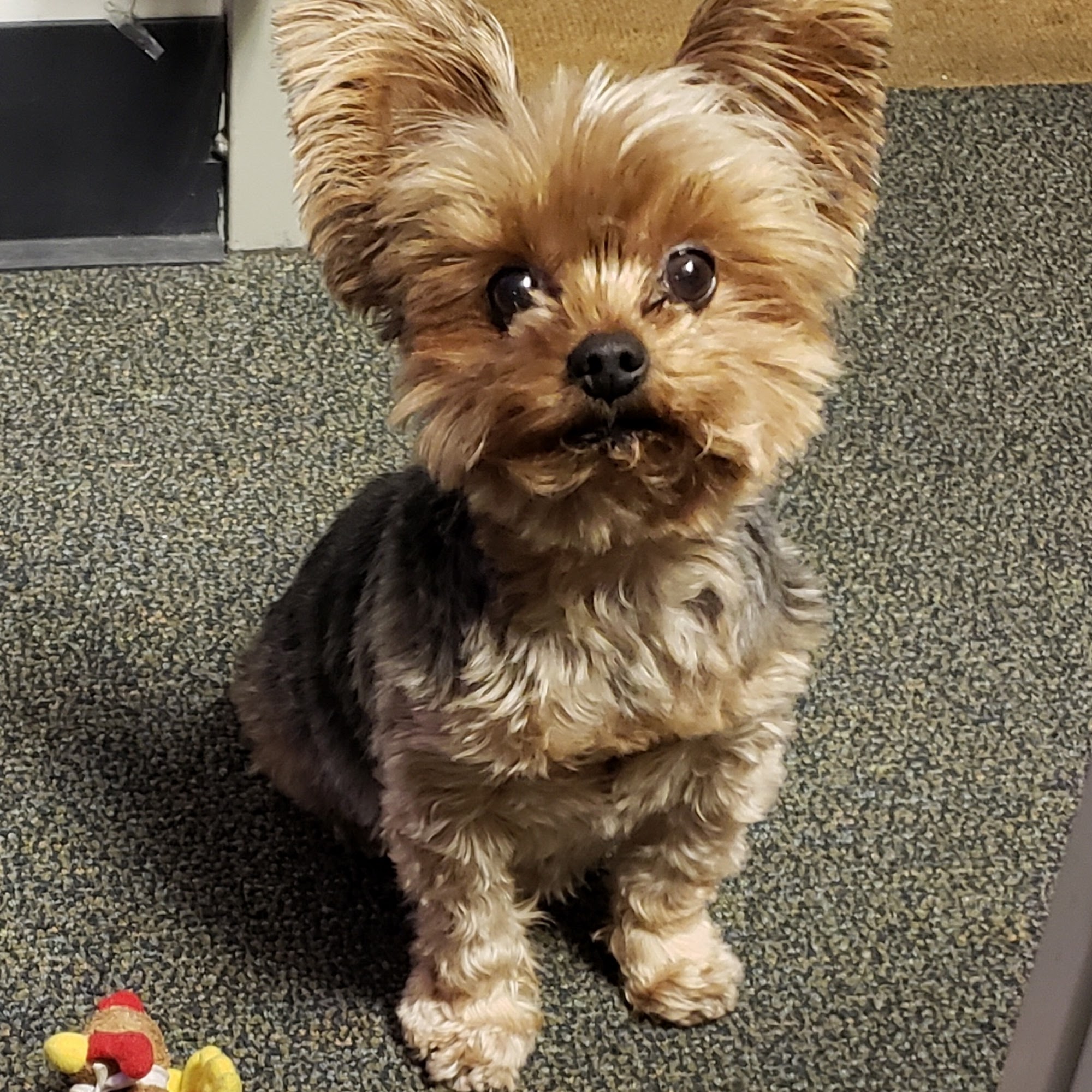 Acacia Animal Hospital Cypress