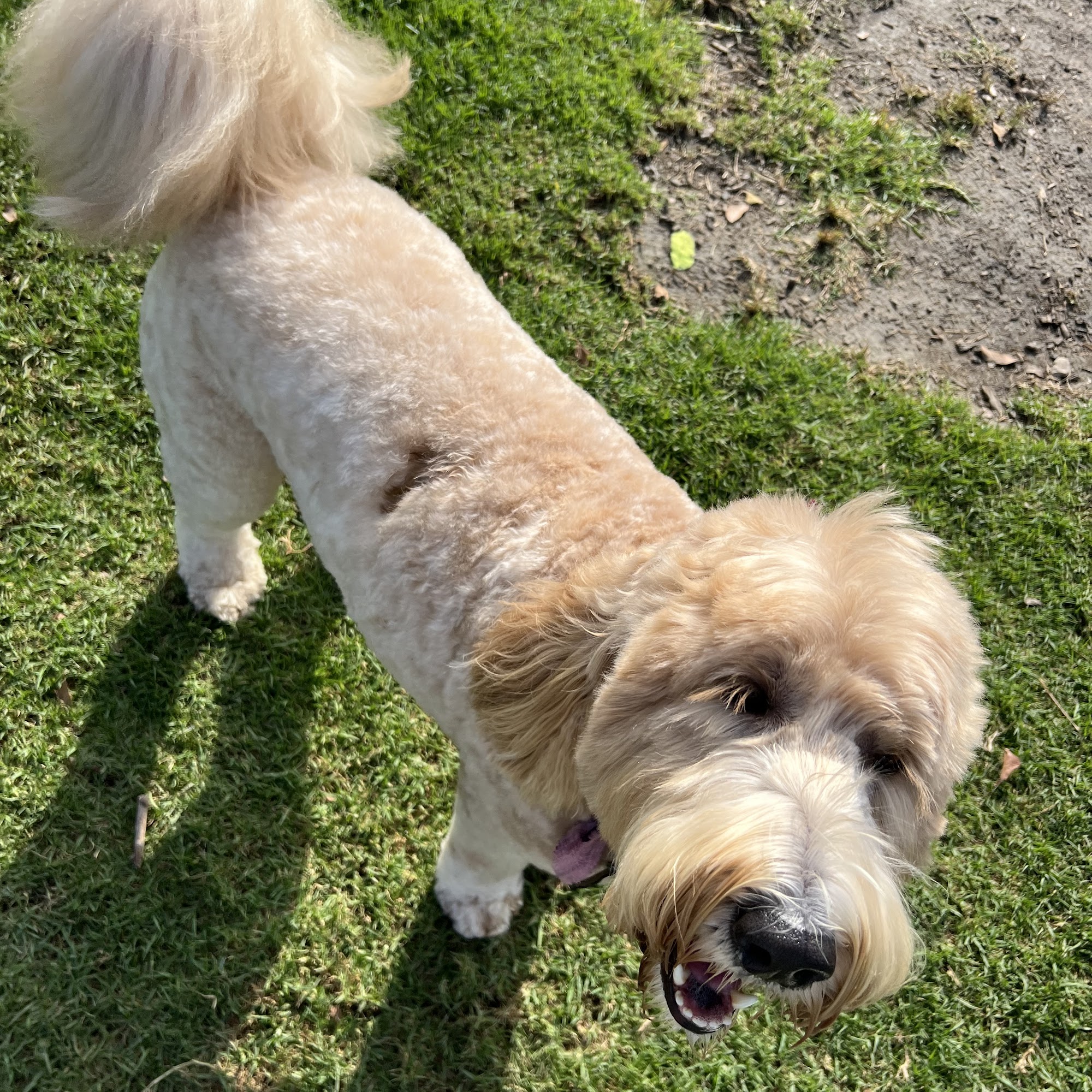 Ak-Sar-Ben Grooming Salon Cypress