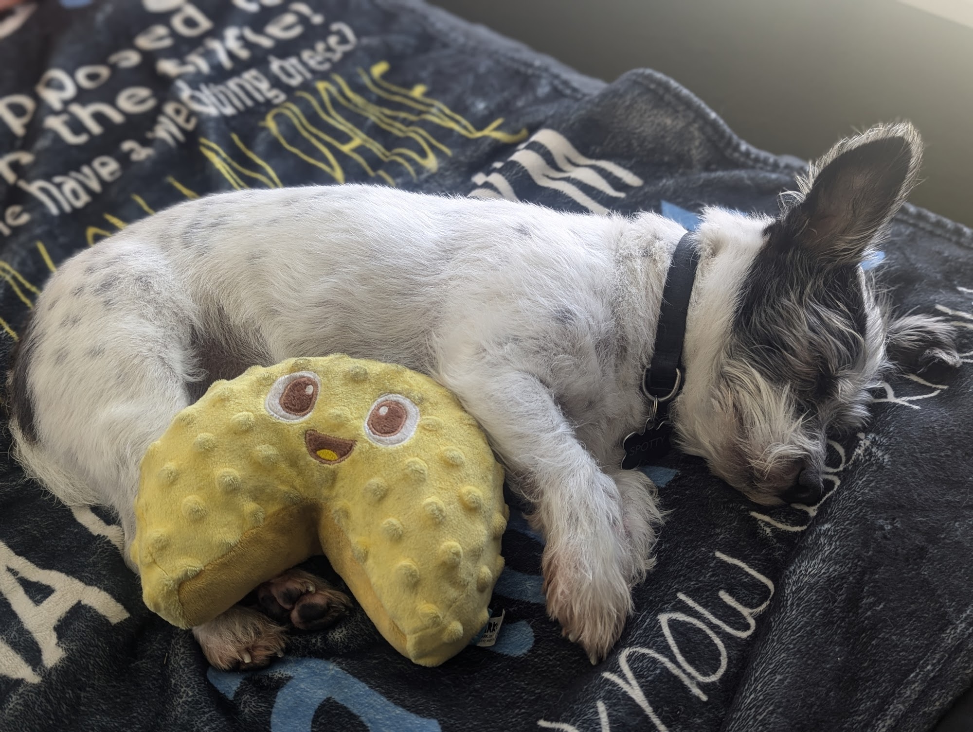 Ak-Sar-Ben Grooming Salon Cypress