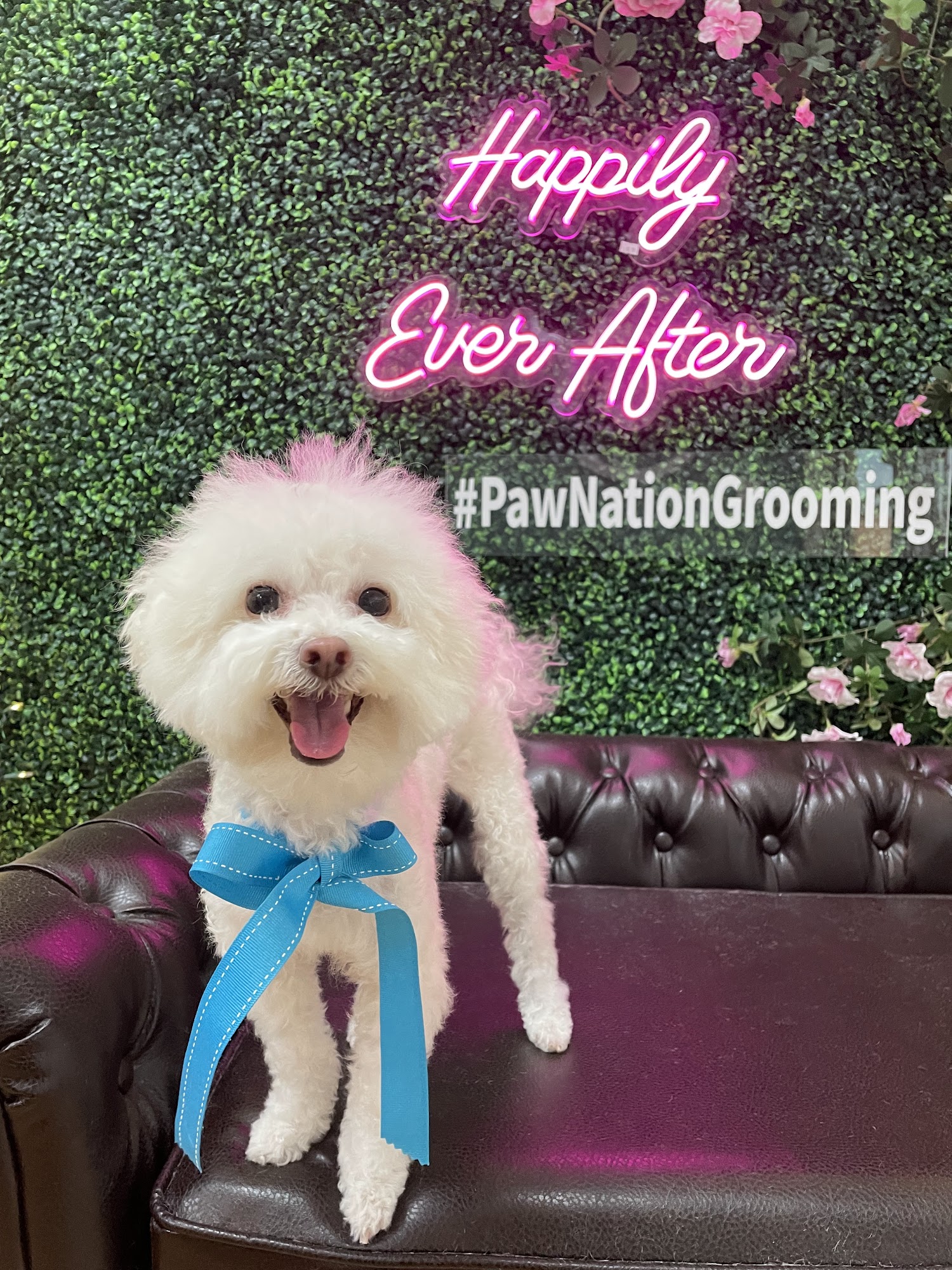 Paw Nation Grooming Cypress