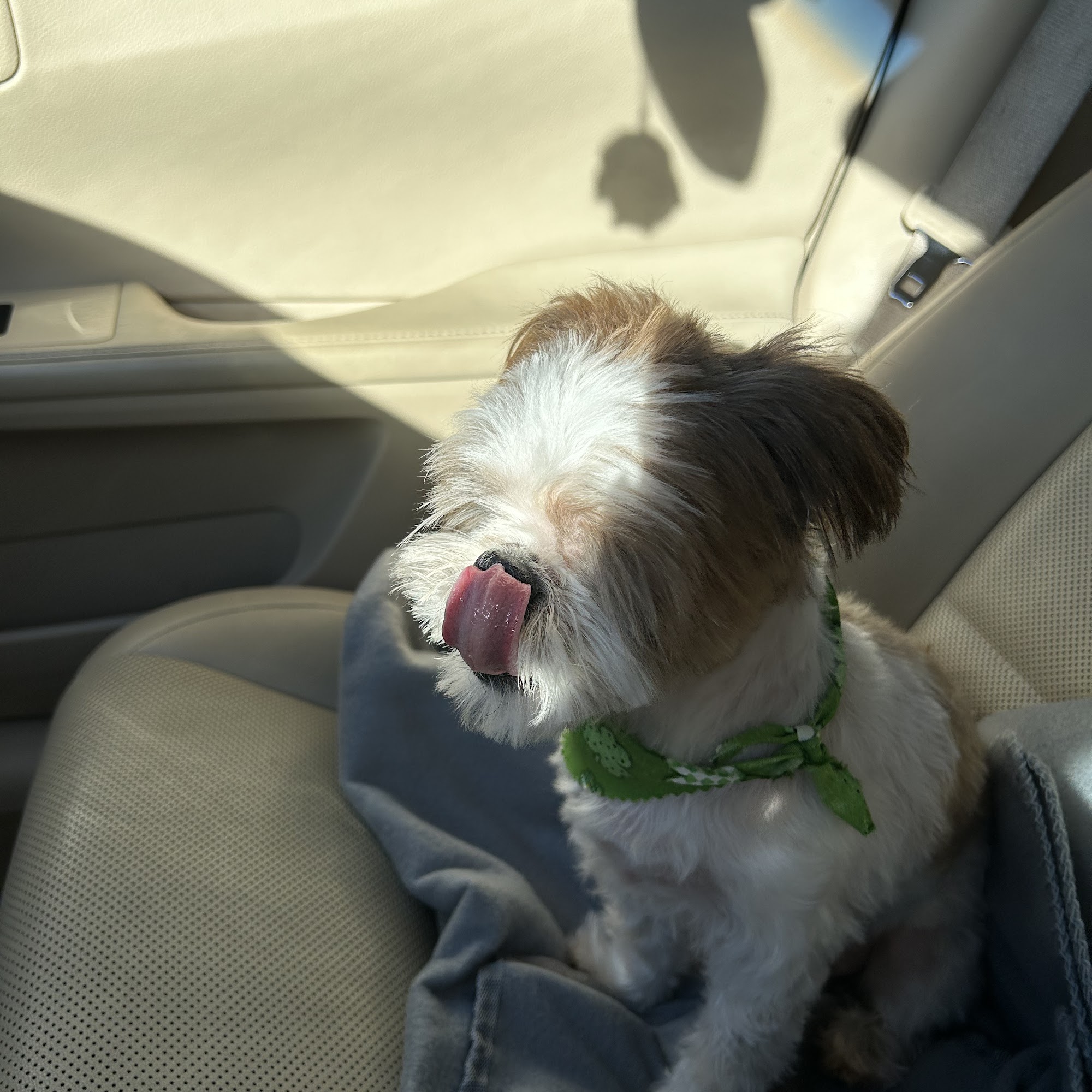 Dana Point Grooming & Pet Spa Dana Point