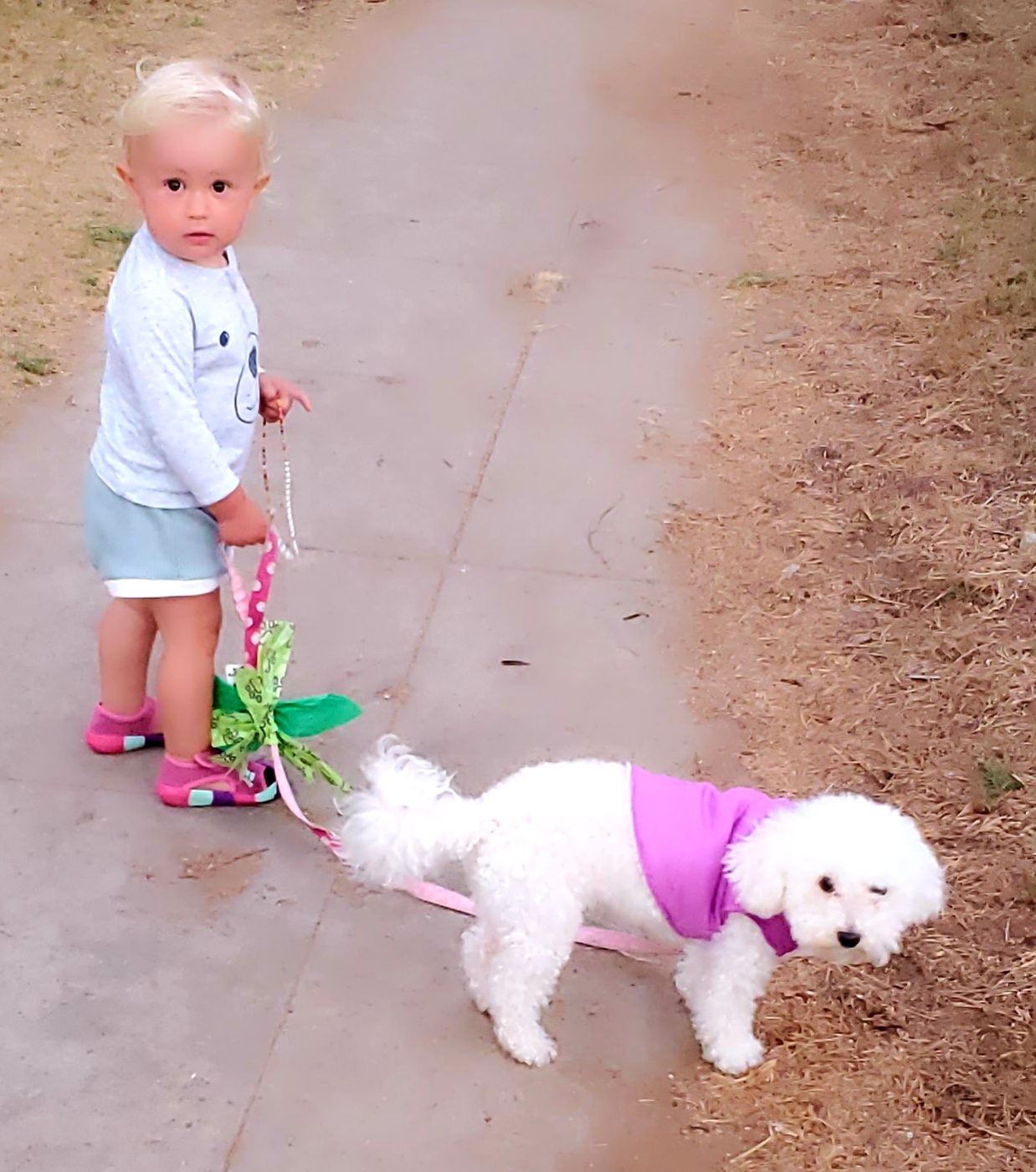 OC Happy Tails Dog Grooming Dana Point Dana Point